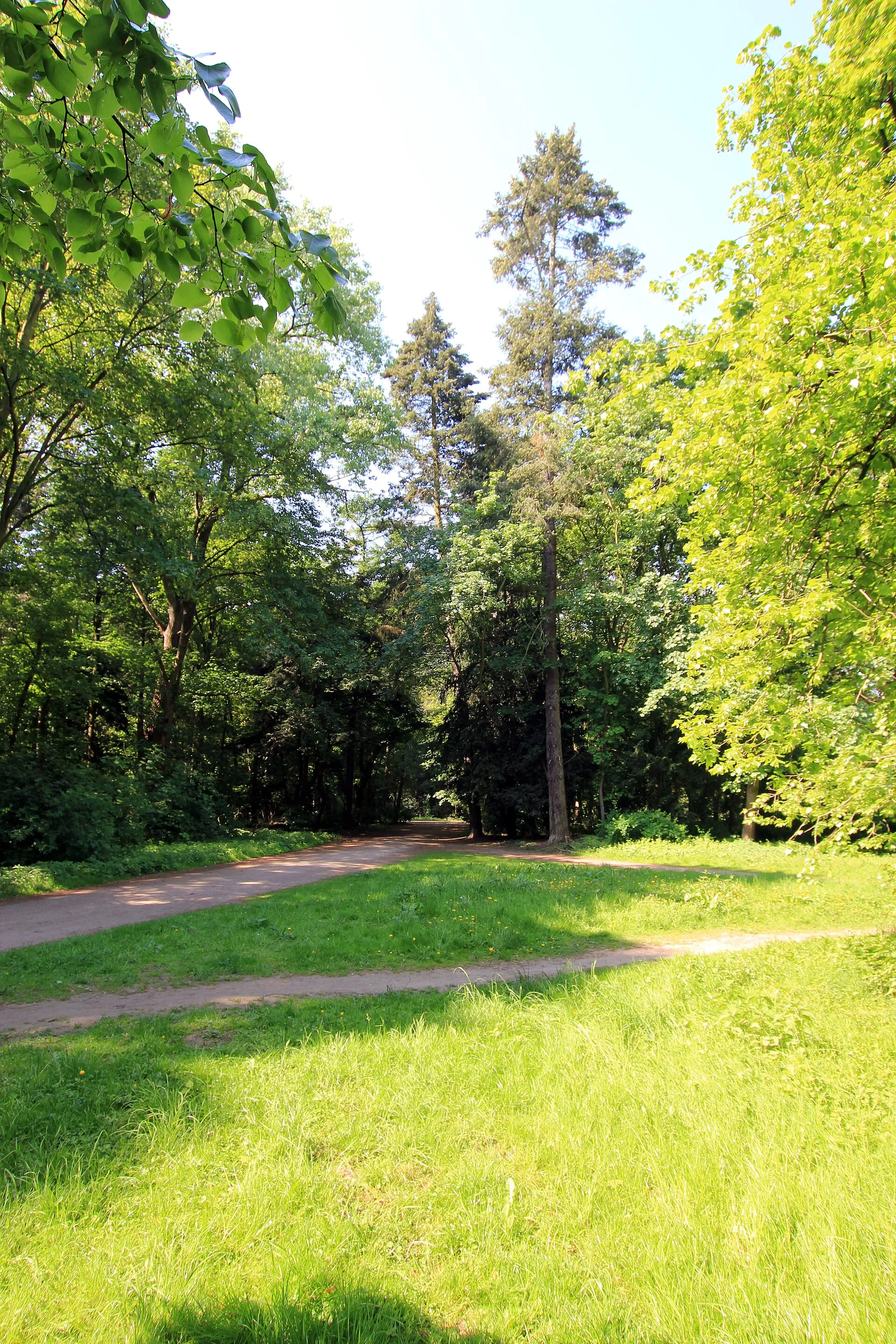 Beethovenpark Köln-Sülz, Baumarten