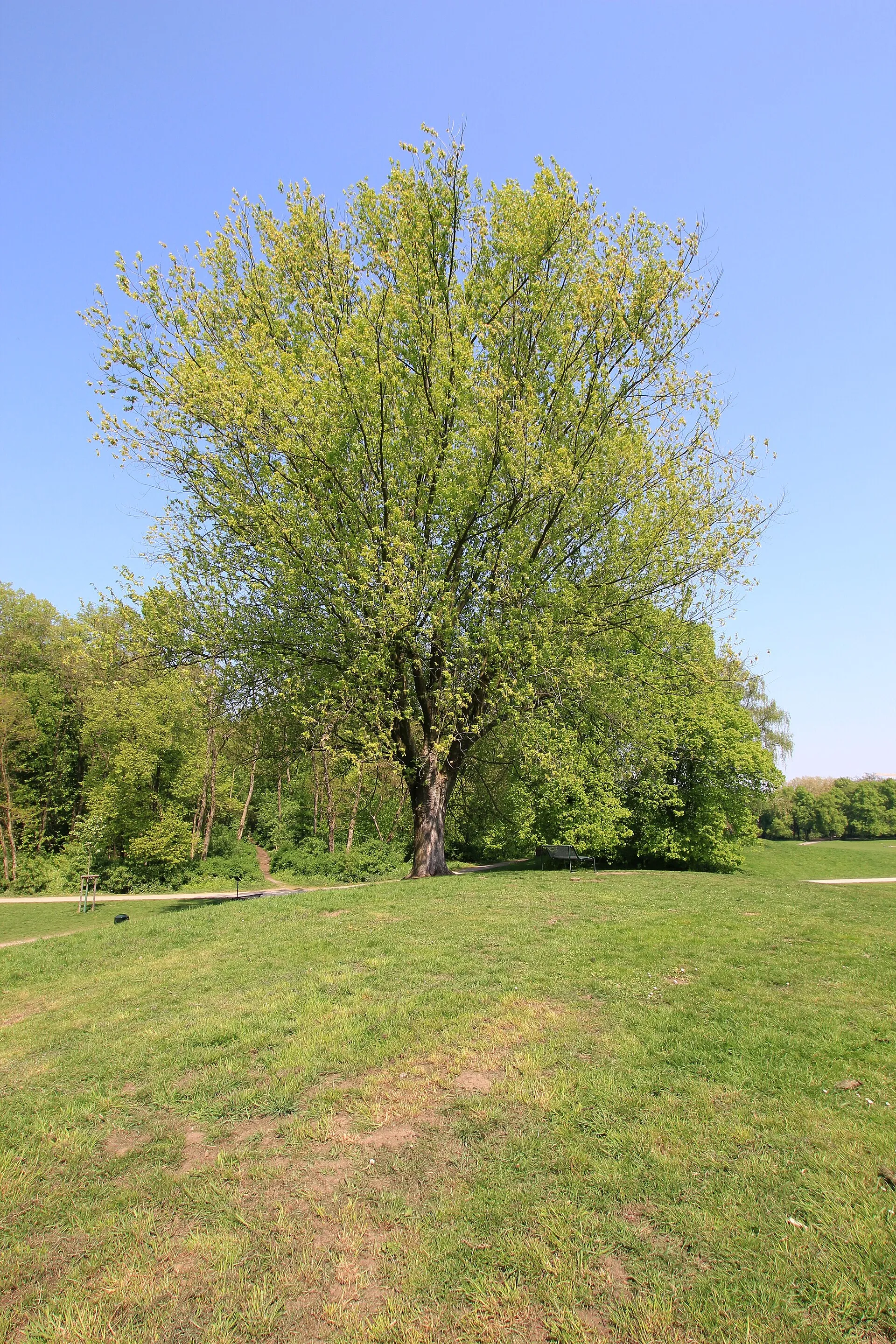 Beethovenpark Köln-Sülz, Baumarten