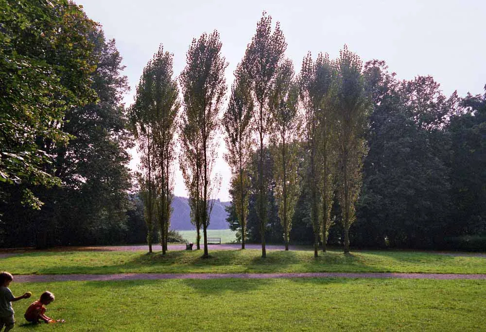 Pappelgruppe im Beethovenpark Köln-Sülz