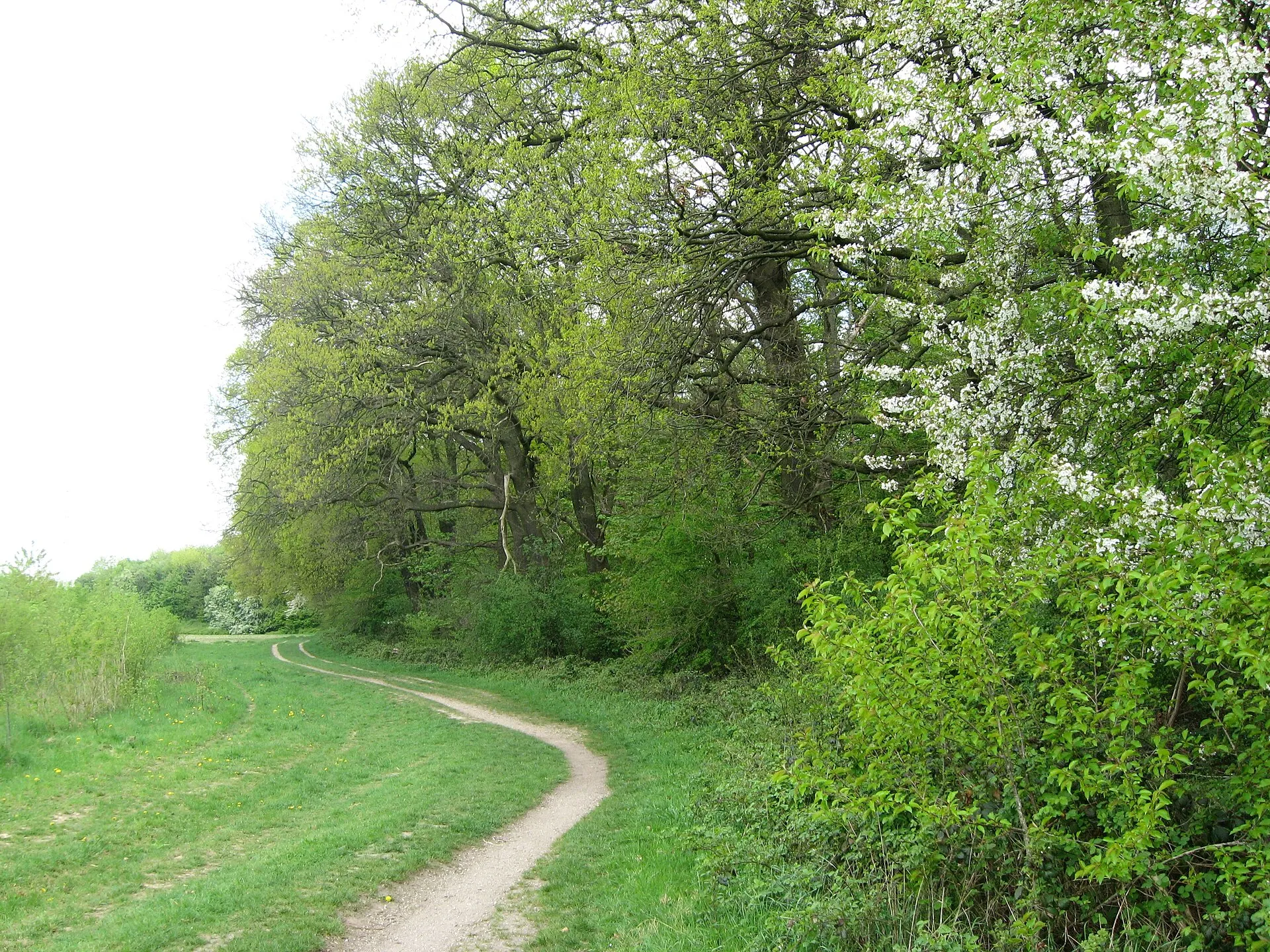 Der Bieselwald