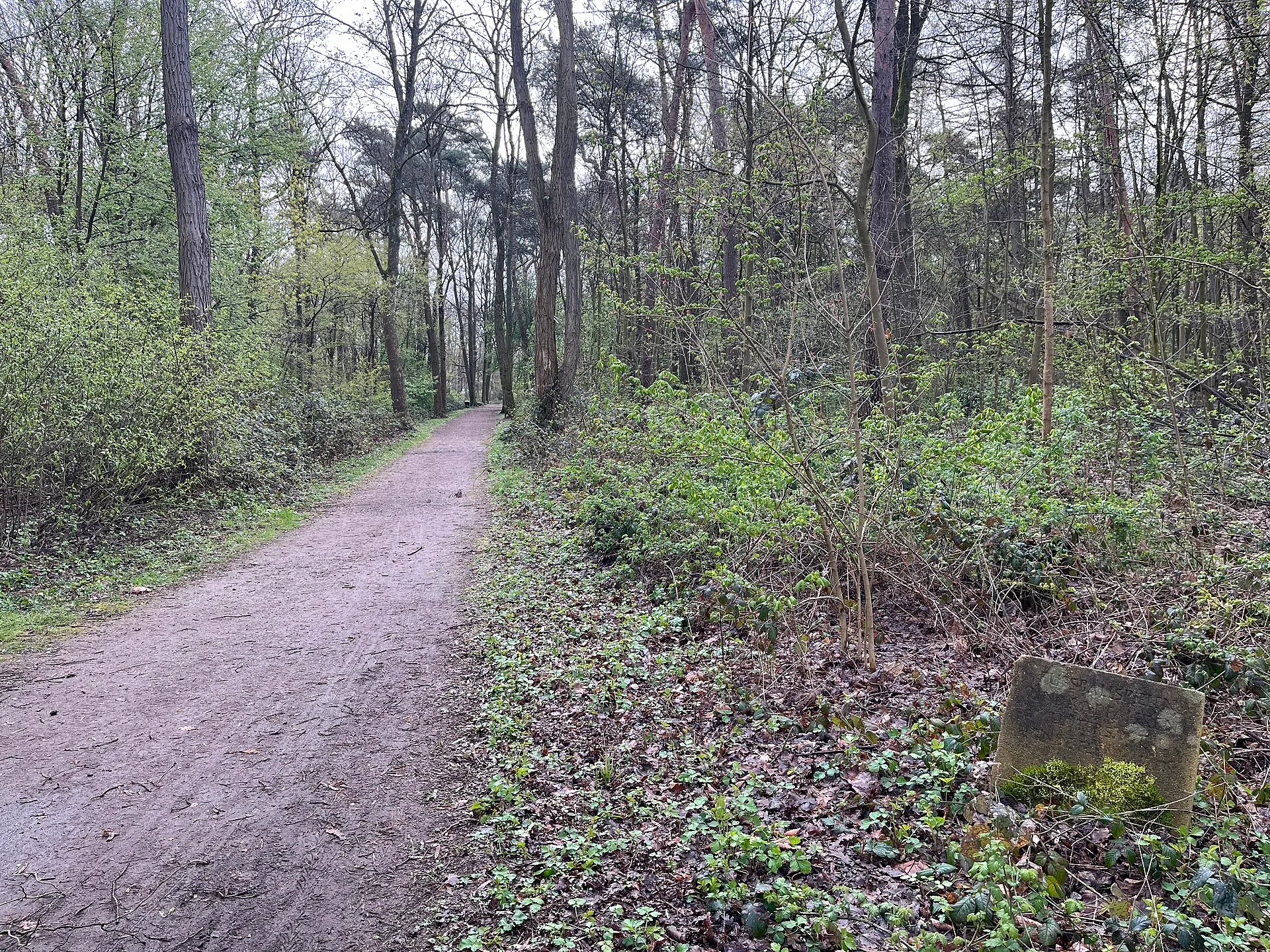 Eingang zum Bieselwald, vom Wiesenweg