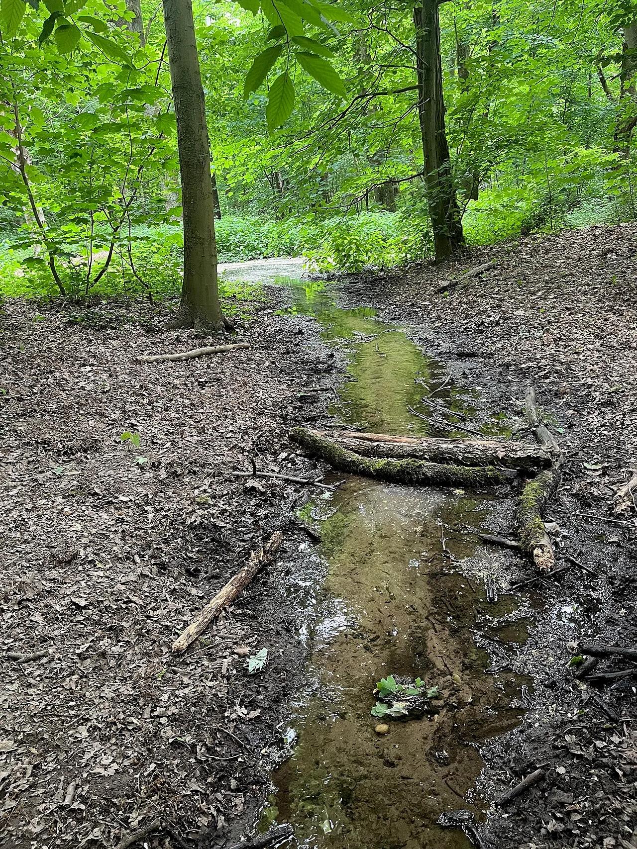 Der Butzbach versickert im Bieselwald .