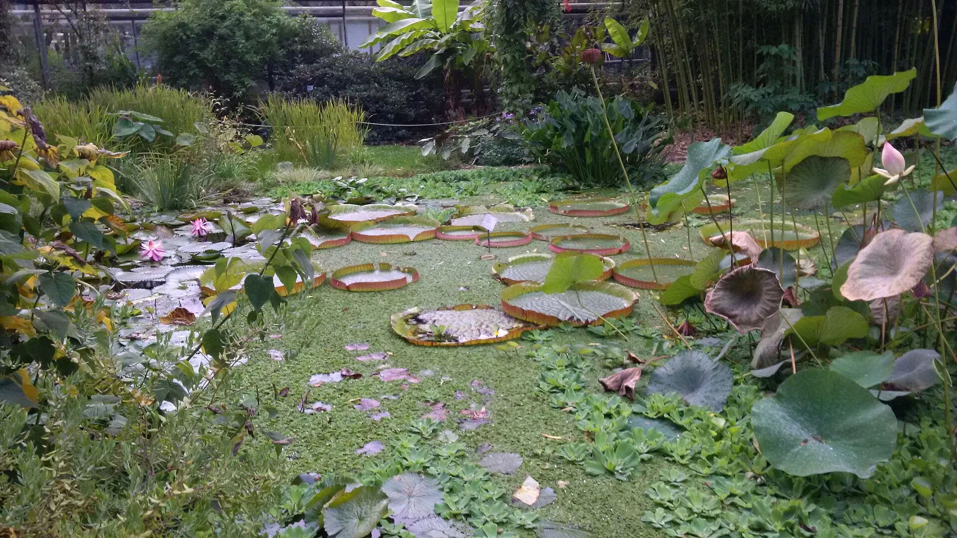 Flora (Köln): Tropische Hof, 1957 anlässlich der Bundesgartenschau eingeweiht, innerhalb der u-förmigen Schaugewächshäuser. Tropfenförmiges, nilgrün gestrichene