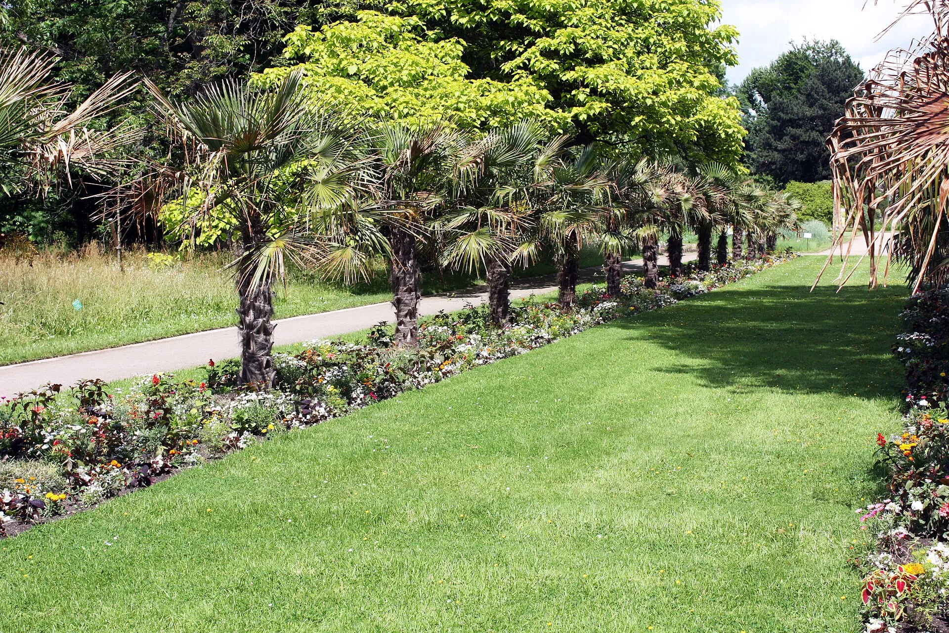 Trachycarpus ( Hanfpalmen ).