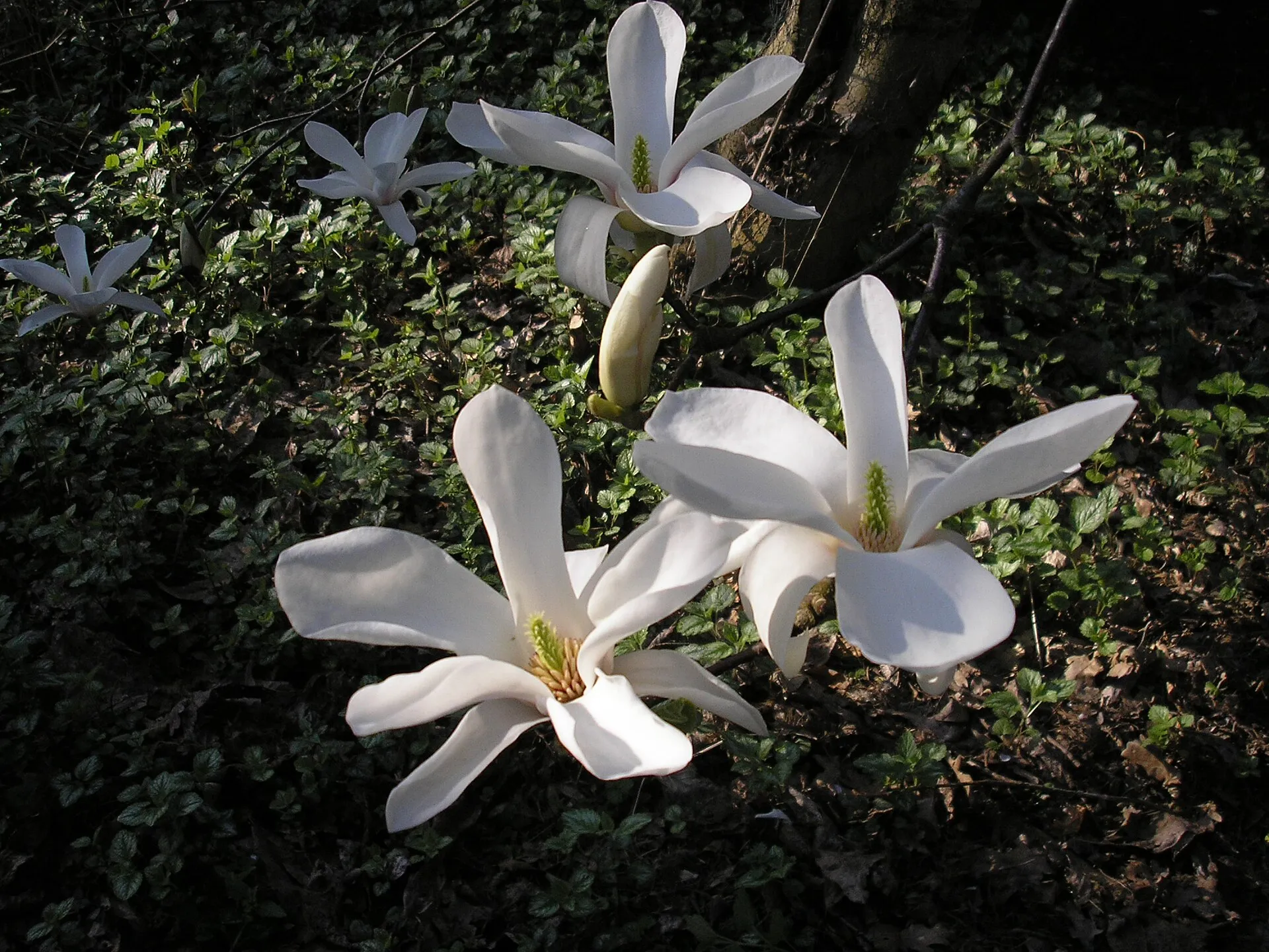 Magnolia korbus im Forstbotanischen Garten Köln.