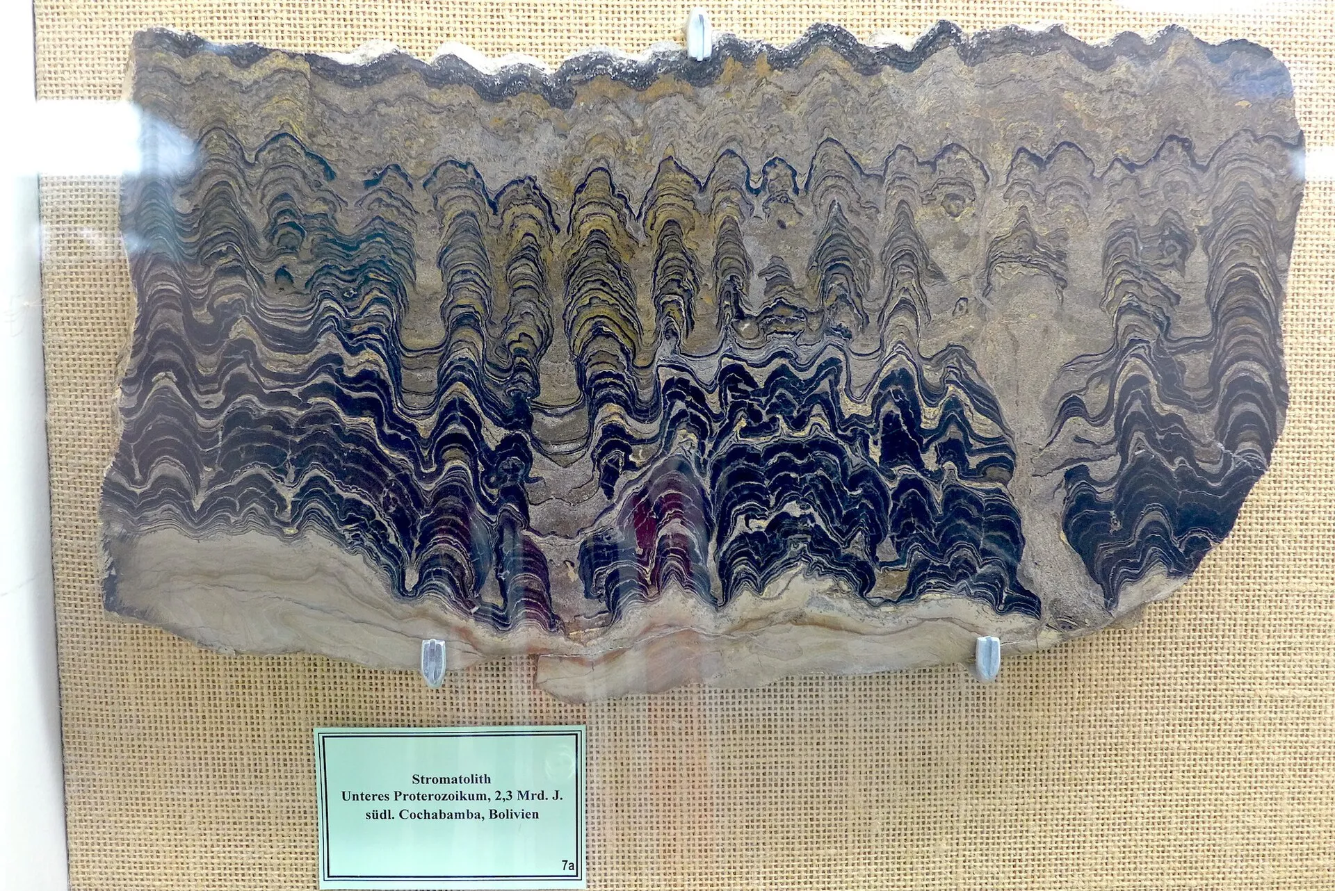 Stromatolith – ausgestellt im GeoMuseum der Universität zu Köln Alter: Unteres Proterozoikum , ca. 2,3 Milliarden Jahre Fundort: südlich von Cochabamba , Bolivi