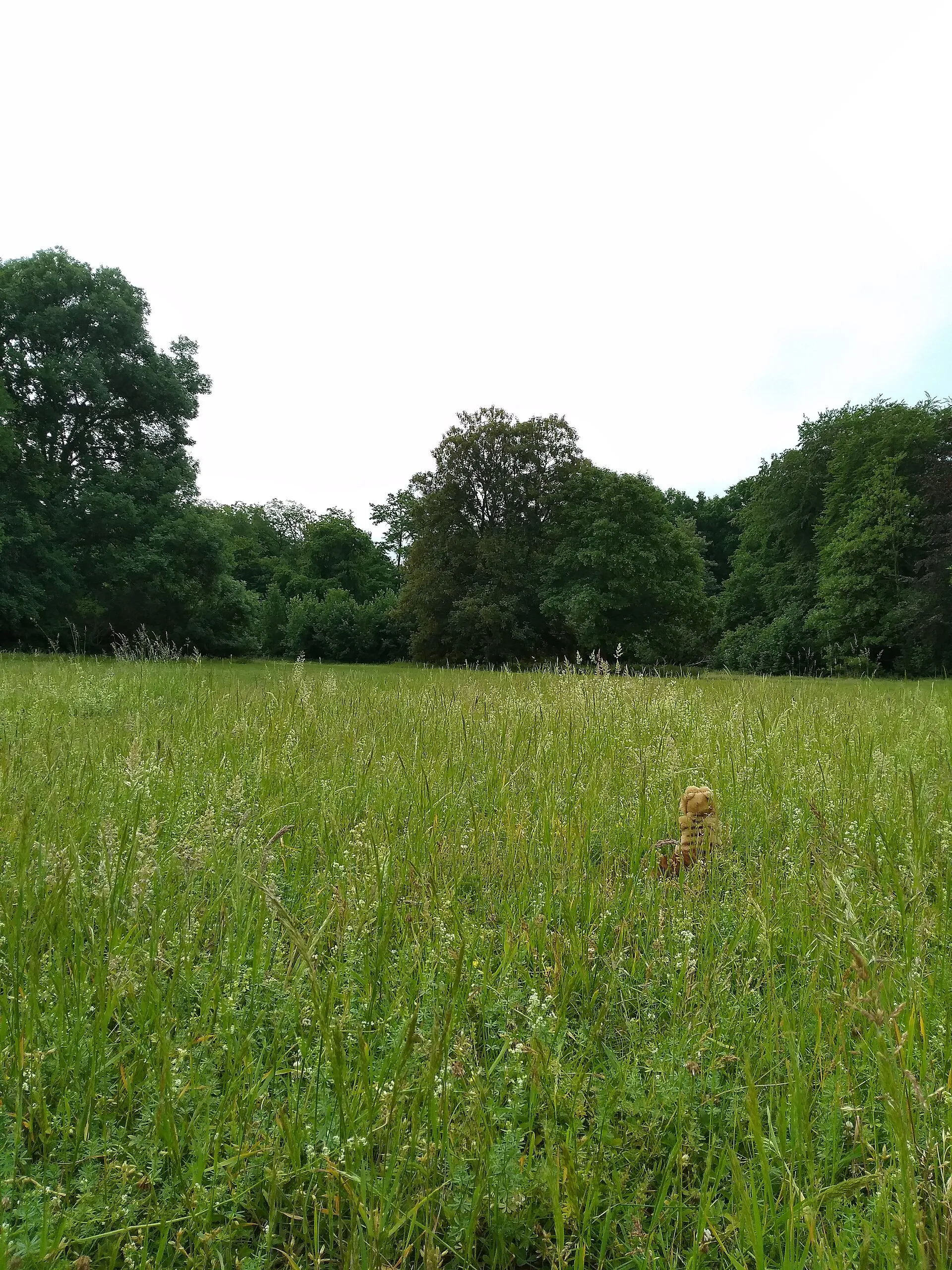 Diese Wiese im Landschaftsschutzgebiet der Stadt Köln, die wichtig für Erholung-suchende Menschen (u.a. auch (Wald-)Kindergärten und Grundschulklassen auf Ausfl
