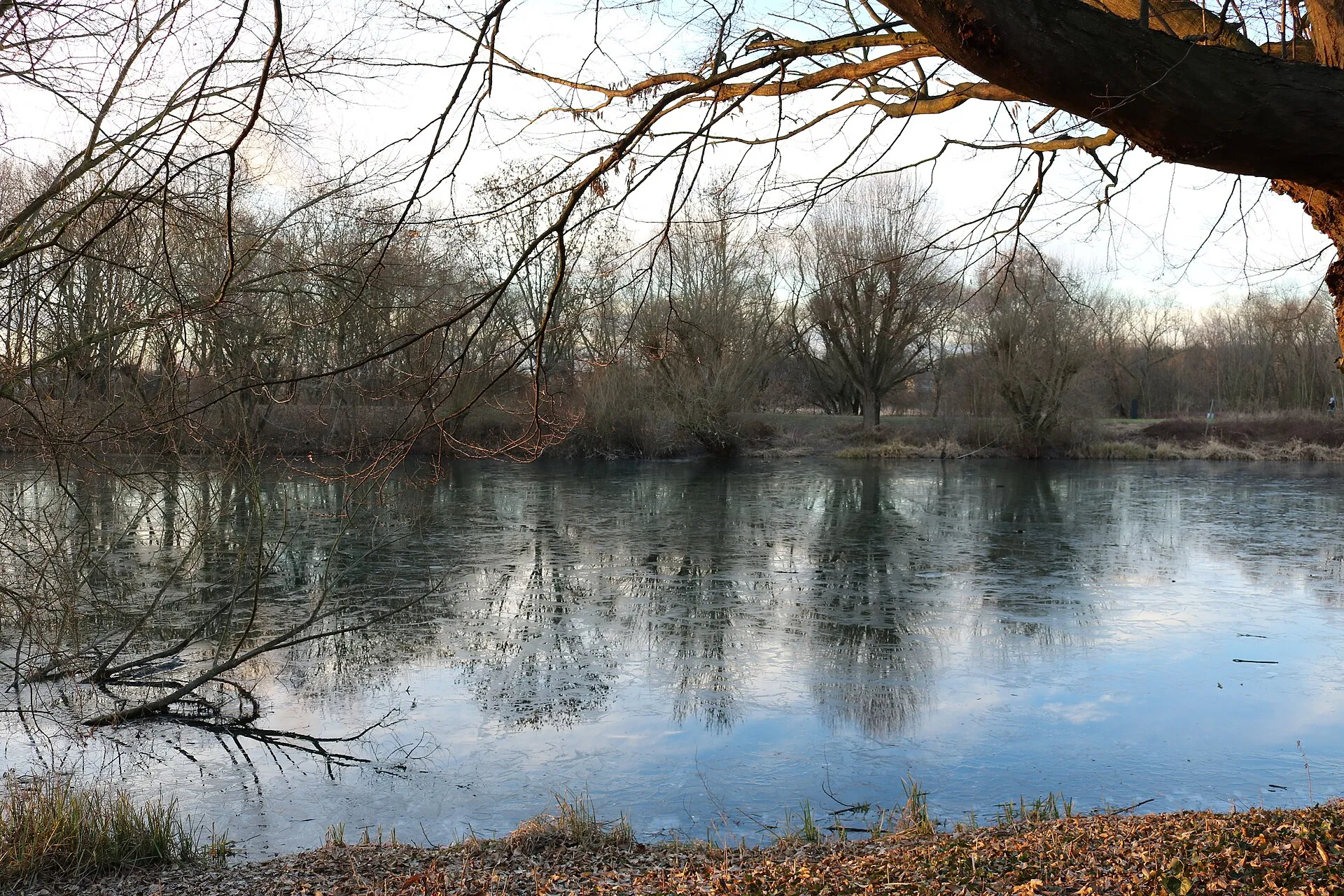 Sonnenuntergang an der Zündofer Groov in Köln; der Bereich liegt im Landschaftsschutzgebiet „Rhein, Rheinauen und Uferbereiche von Rodenkirchen bis Langel recht