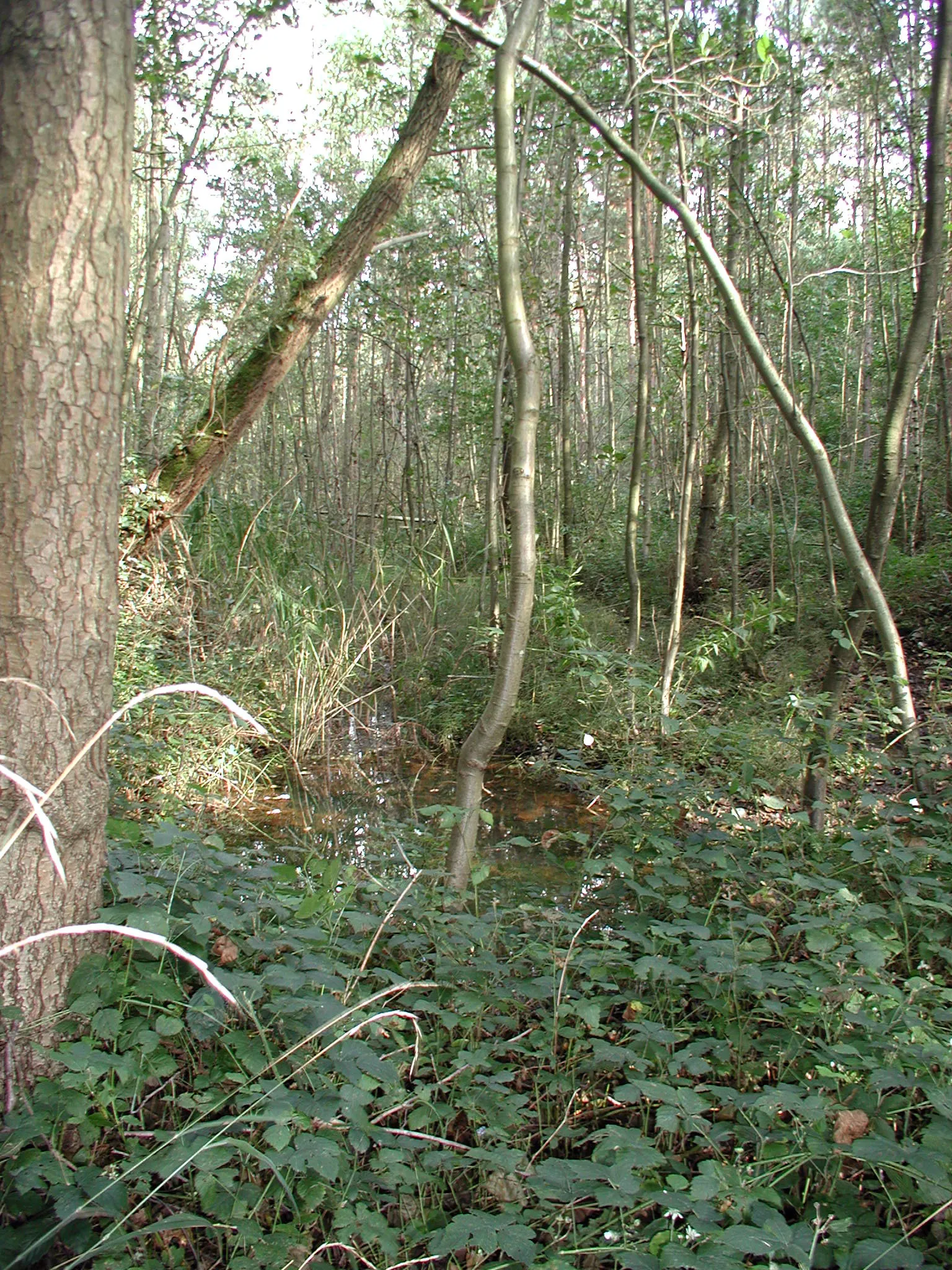 Heider Bergsee , Brühl/Rheinl.