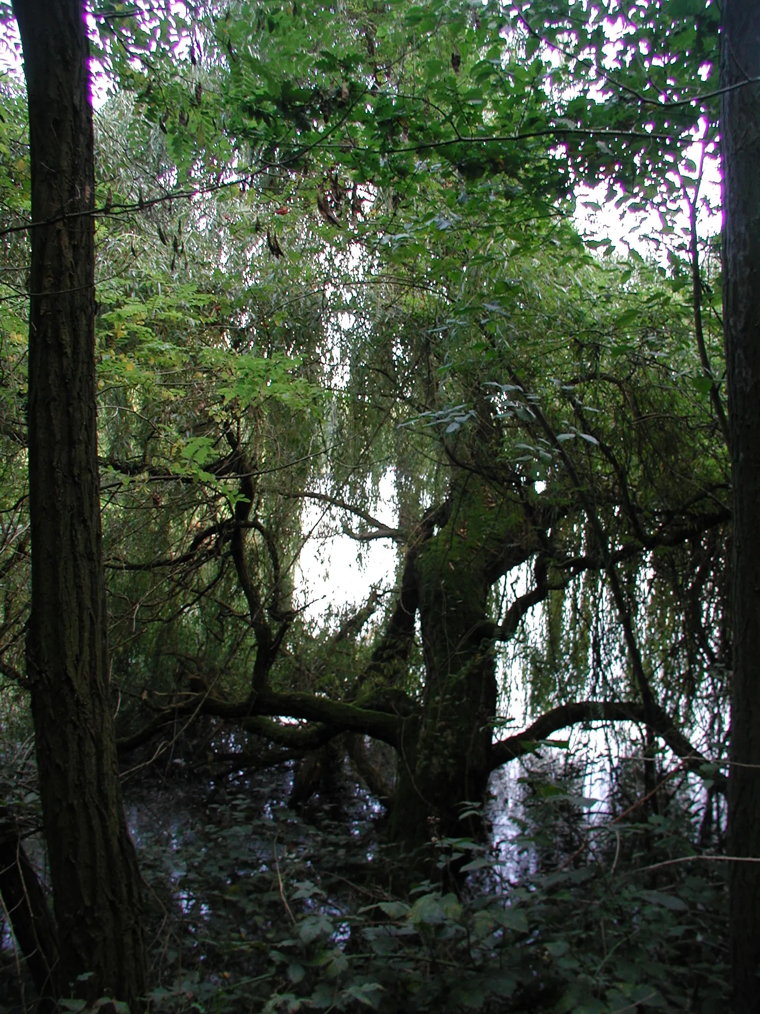 Heider Bergsee , Brühl/Rheinl.