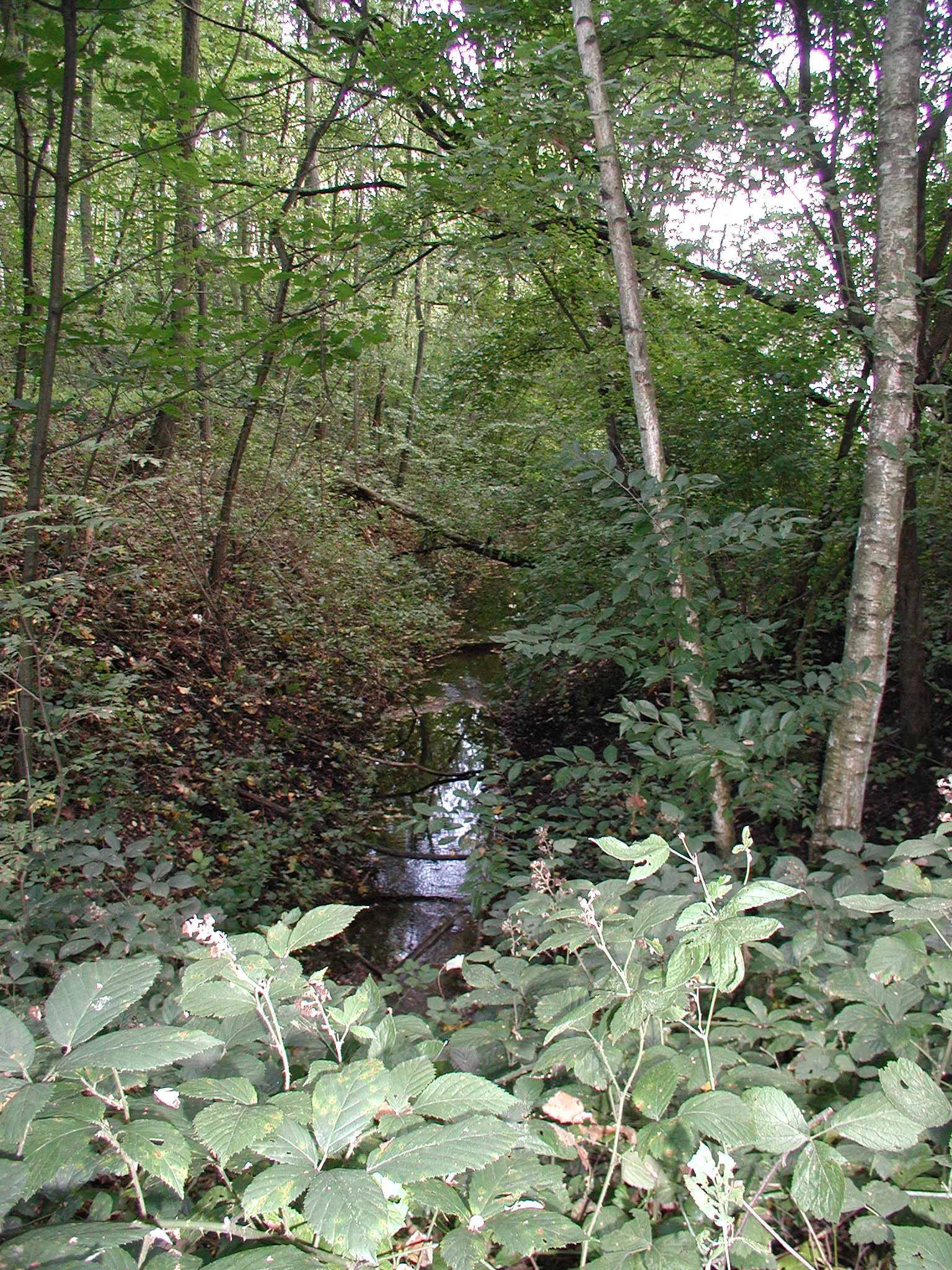 Heider Bergsee , Brühl/Rheinl.