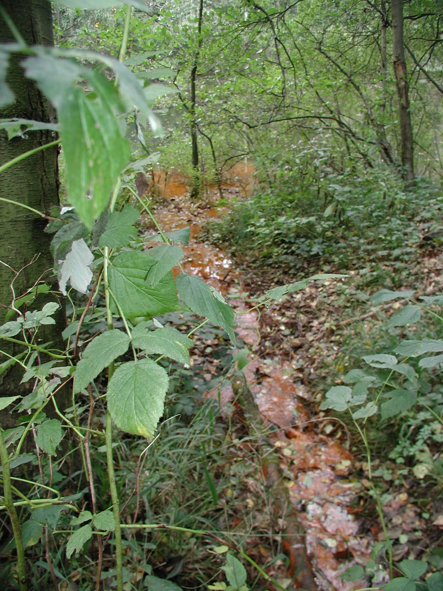 Heider Bergsee , Brühl/Rheinl.