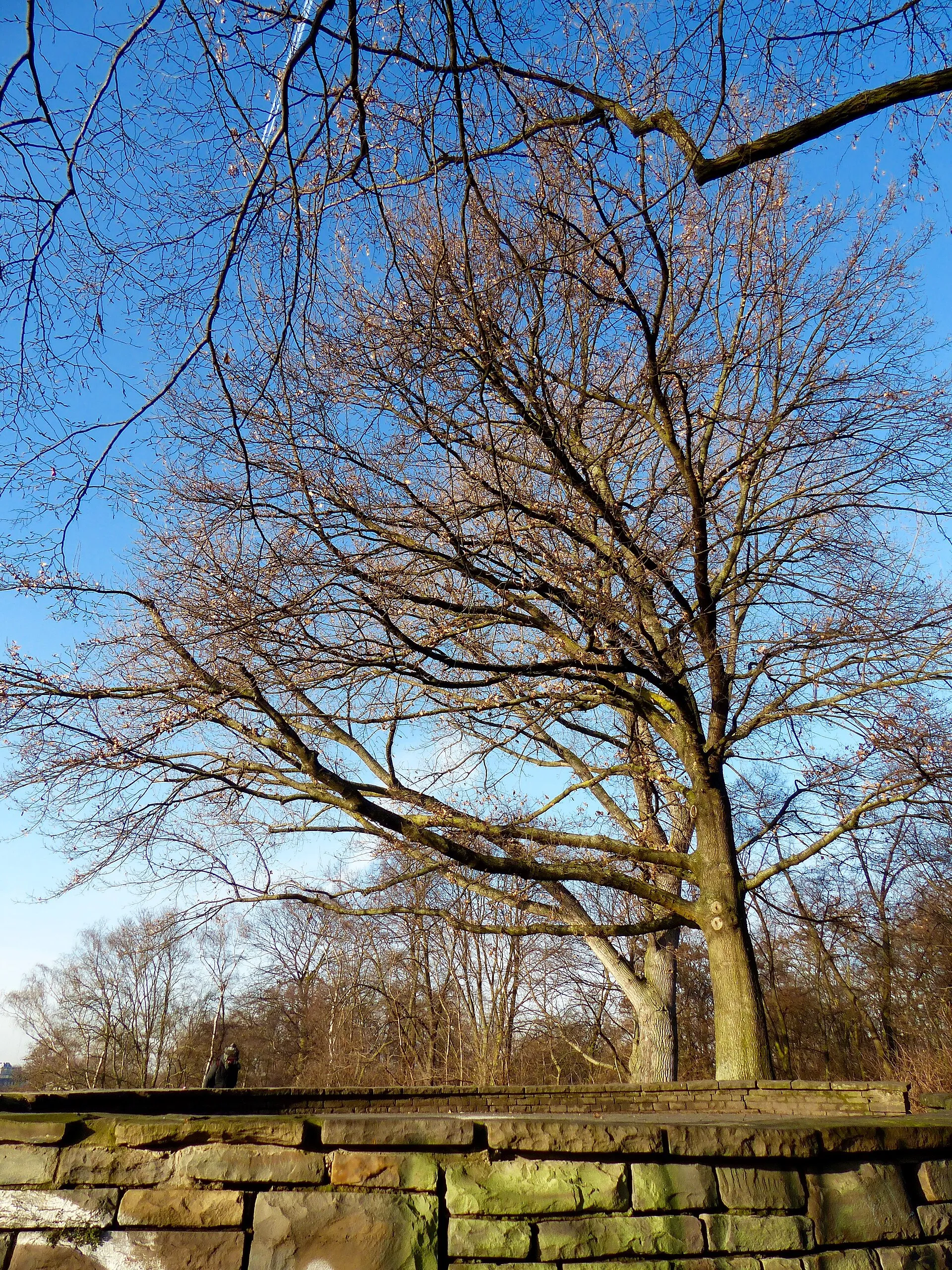 Hiroshima-Nagasaki-Park in Köln: Aussichtsplattform