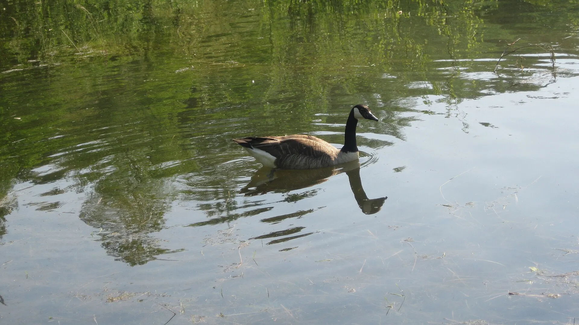 Ein (unidentifiziertes) Tier im Höhenfelder See