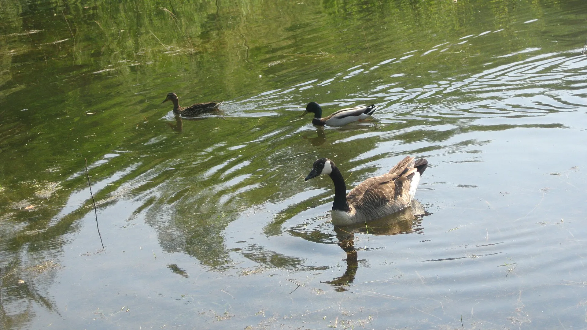 Ein (unidentifiziertes) Tier und zwei Enten im Höhenfelder See