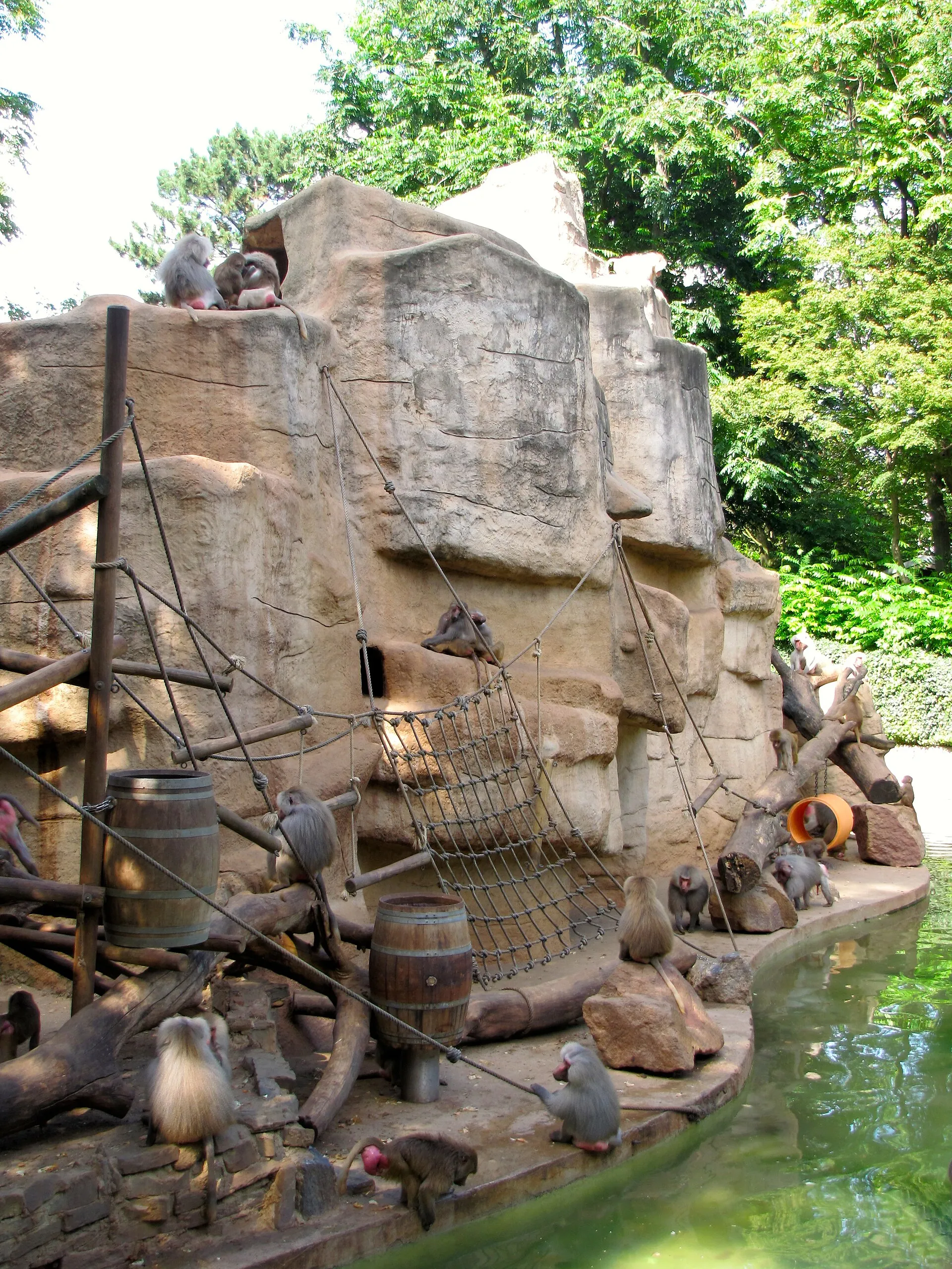 Kölner Zoo: Affeninsel, erbaut 1913 als Teil der heute nicht mehr bestehenden Felsberganlage. Bevölkert von Mantelpavianen (Papio hamadryas)