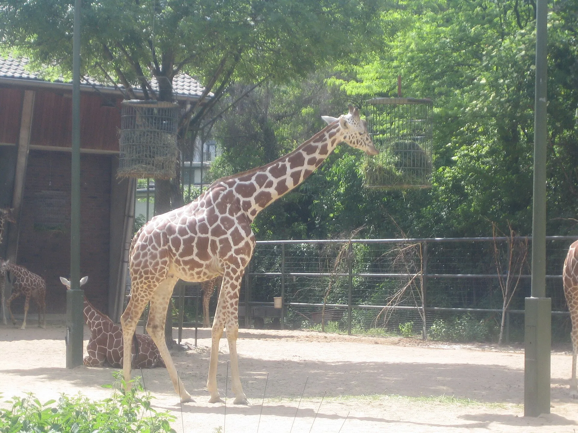 Girafe réticulée (giraffa camelopardalis reticulata), zoo de Cologne.