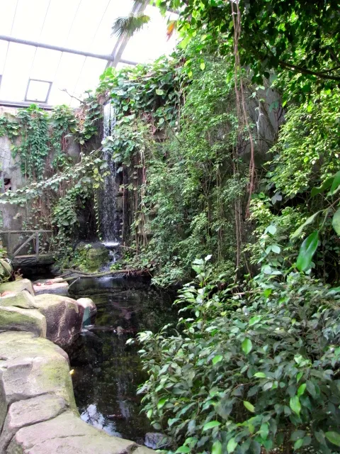 Kölner Zoo: Das Regenwald-Haus wurde 2000 eröffnet. Es zeigt das Ökosystem eines tropischen Regenwalds in Südostasien mit Wasserfall und einem 84.000 Liter fass