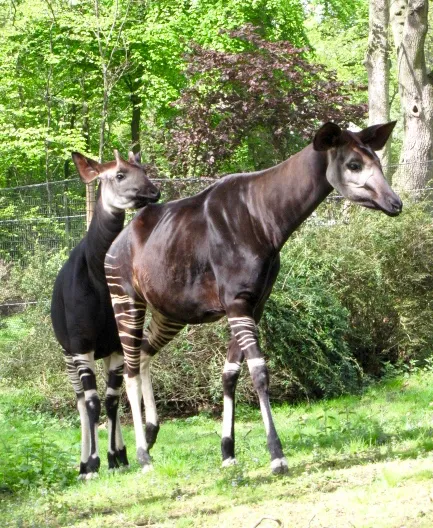 Aus dem Kongo: das Okapi