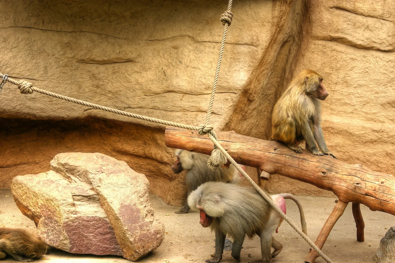 Paviane auf dem Affenfelsen