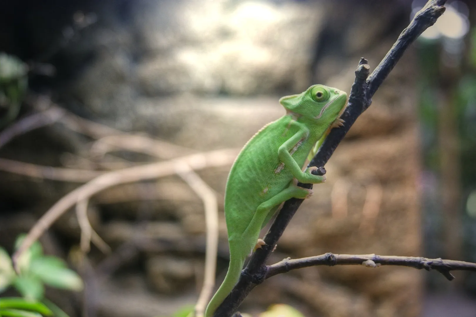 Chamäleon im Aquarium-Bau