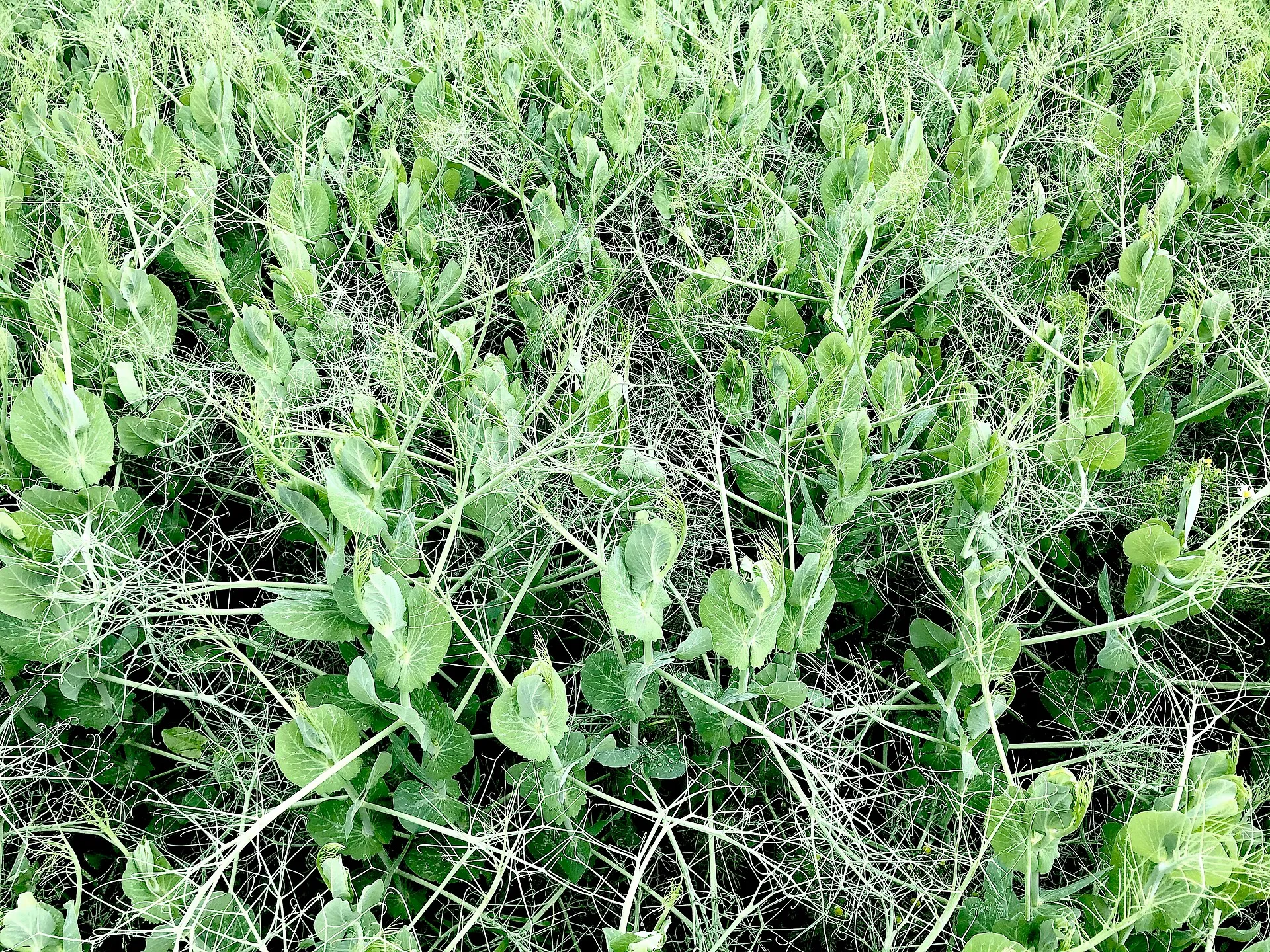 Cologne hiking trail (Kölnpfad) in Lülsdorf. Pea field.