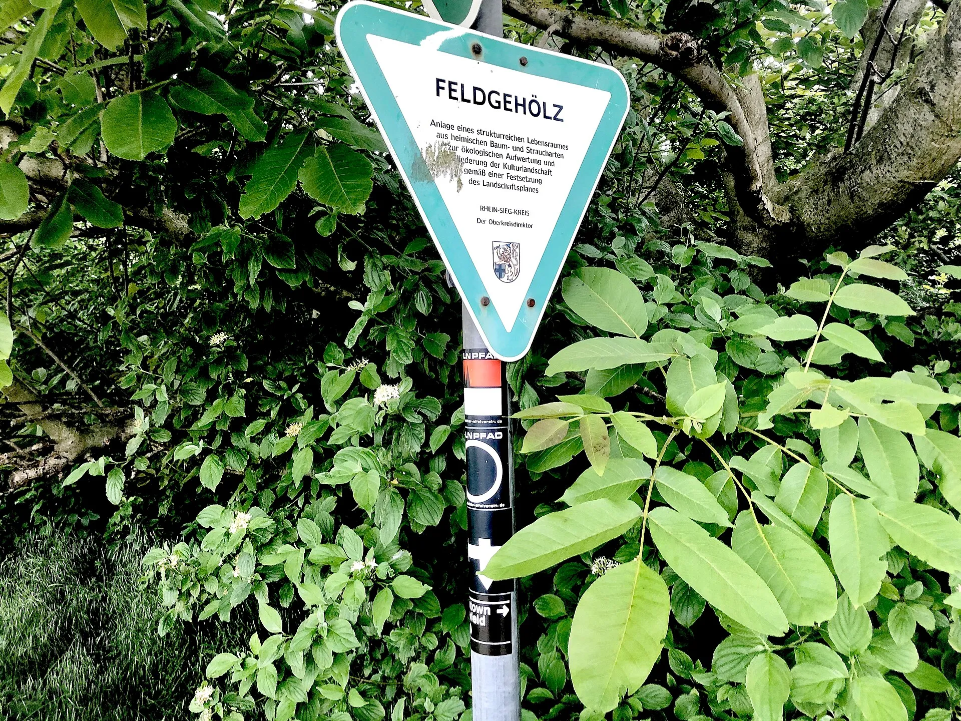 Cologne hiking trail (Kölnpfad) in Lülsdorf. Protected forest belt among fields.
