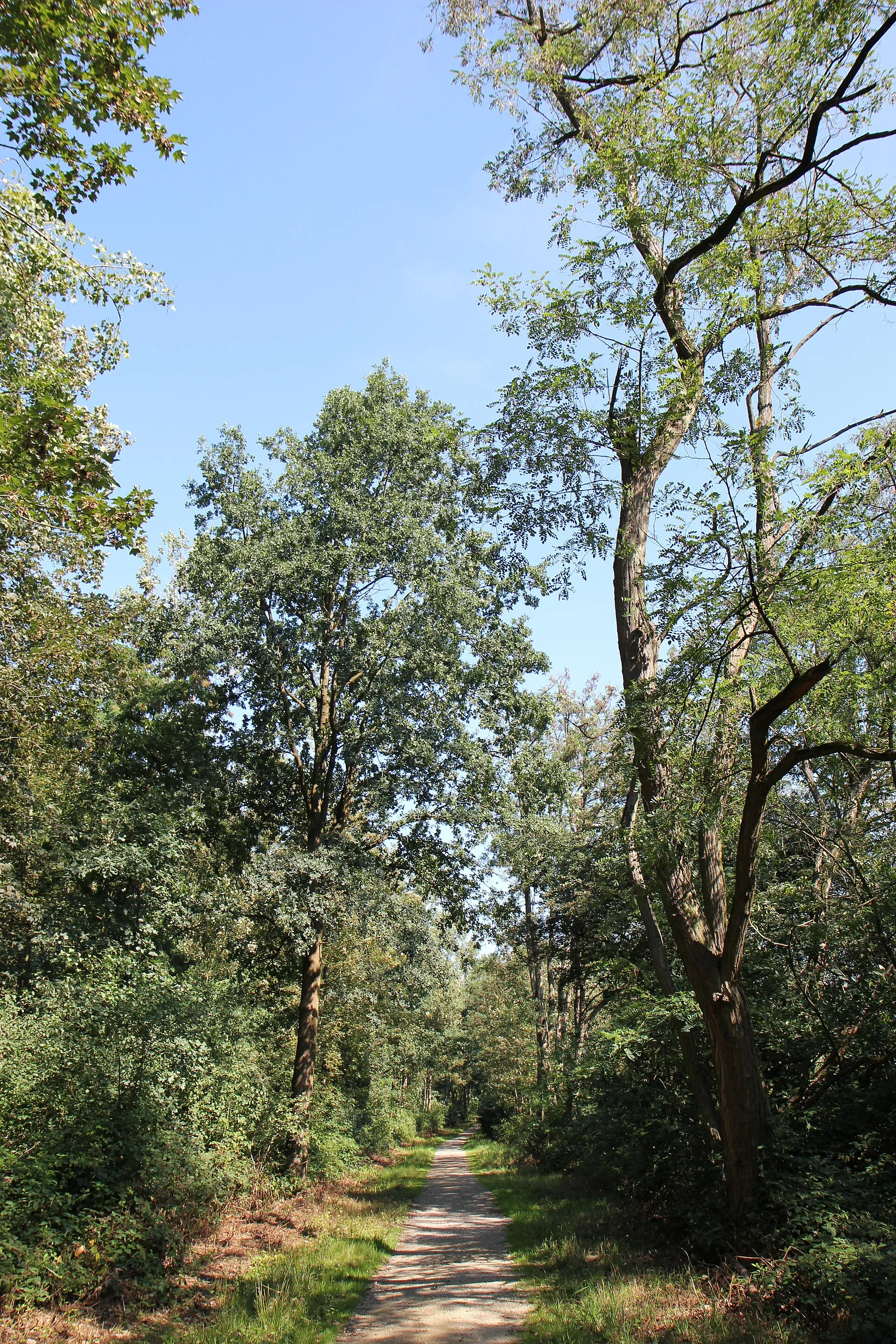 Liblarer See