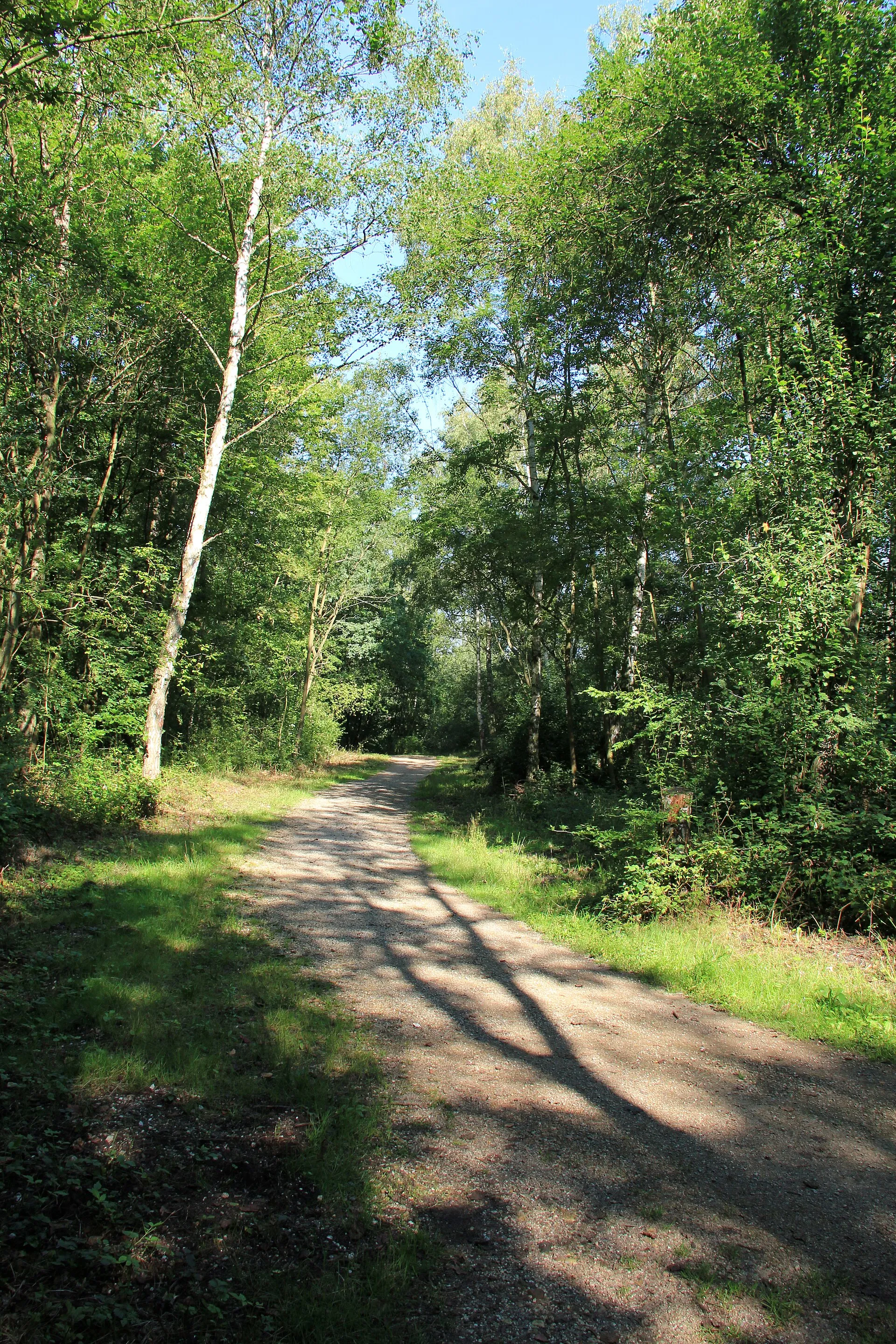 Liblarer See