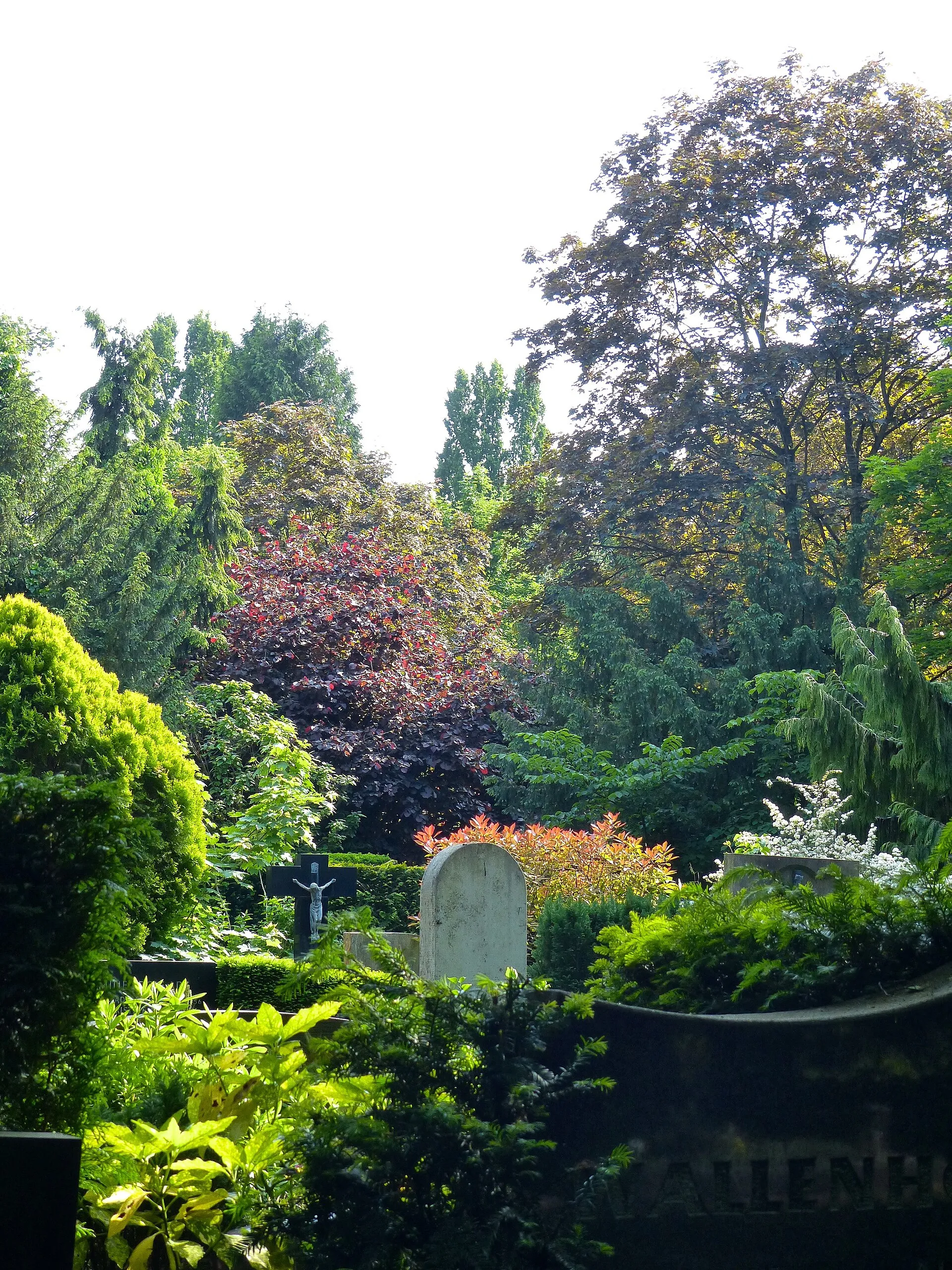 LSG Melatenfriedhof: Grünanlagen und Baumbestand des Friedhofs