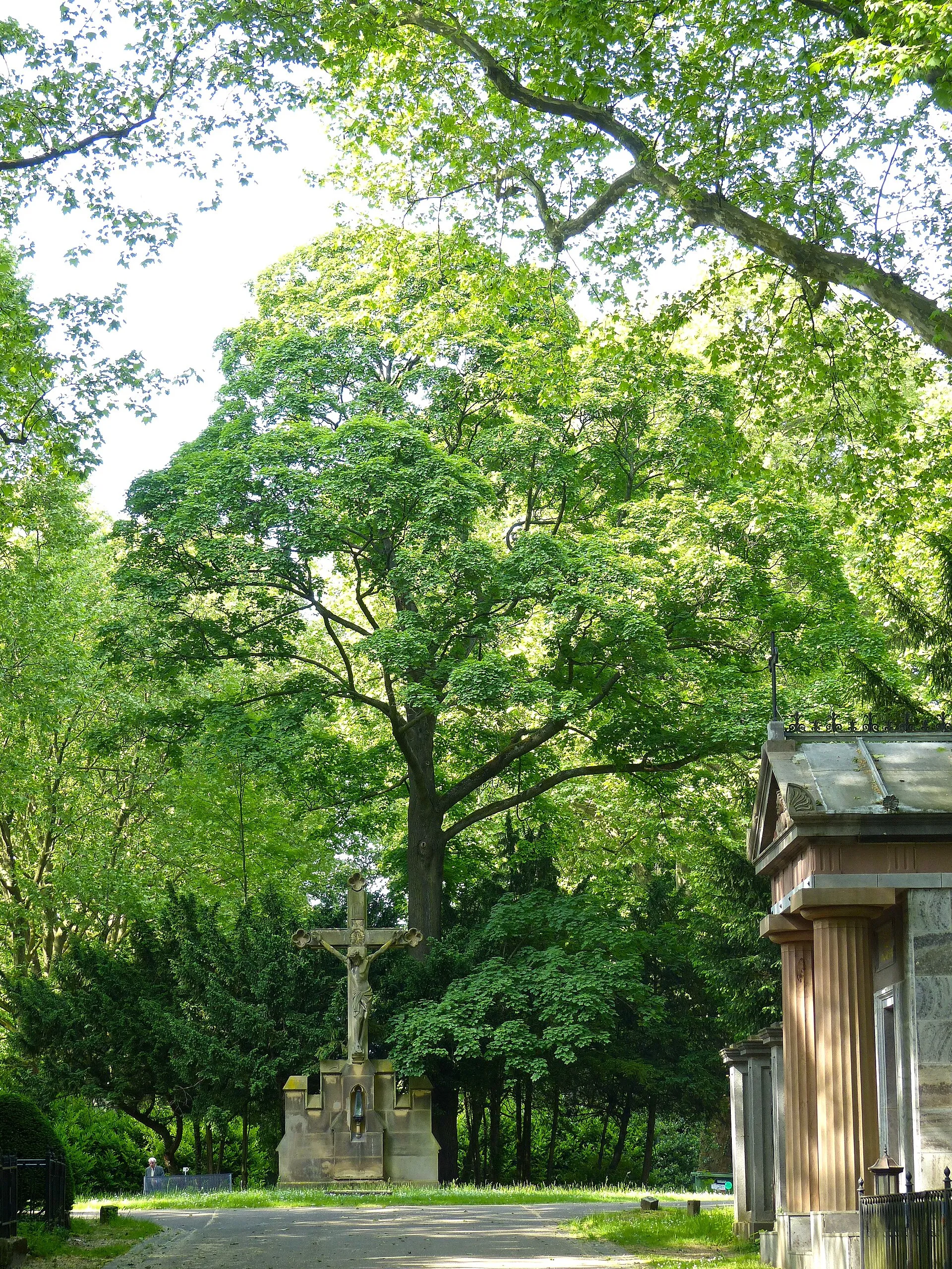 LSG Melatenfriedhof: Hauptweg mit Hochkreuz