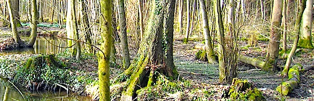 Naturschutzgebiet Oberer Mutzbach