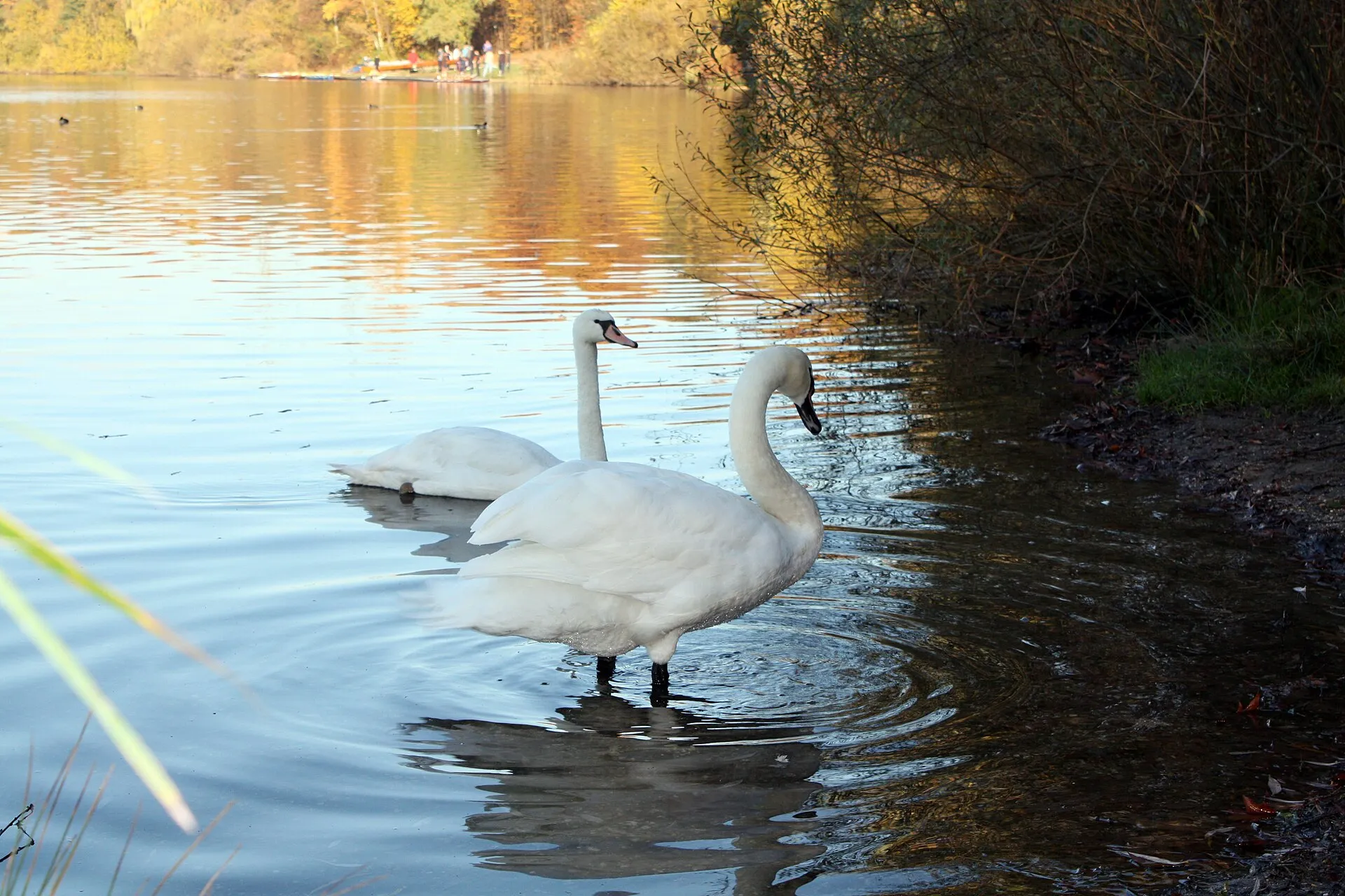 Otto-Maigler-See Hürth, Fauna