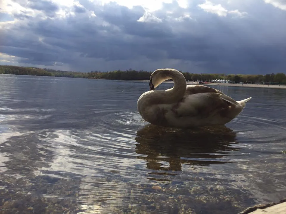 I have taken this Pic in the lovely City Hürth; lake Otto-Maigler-See