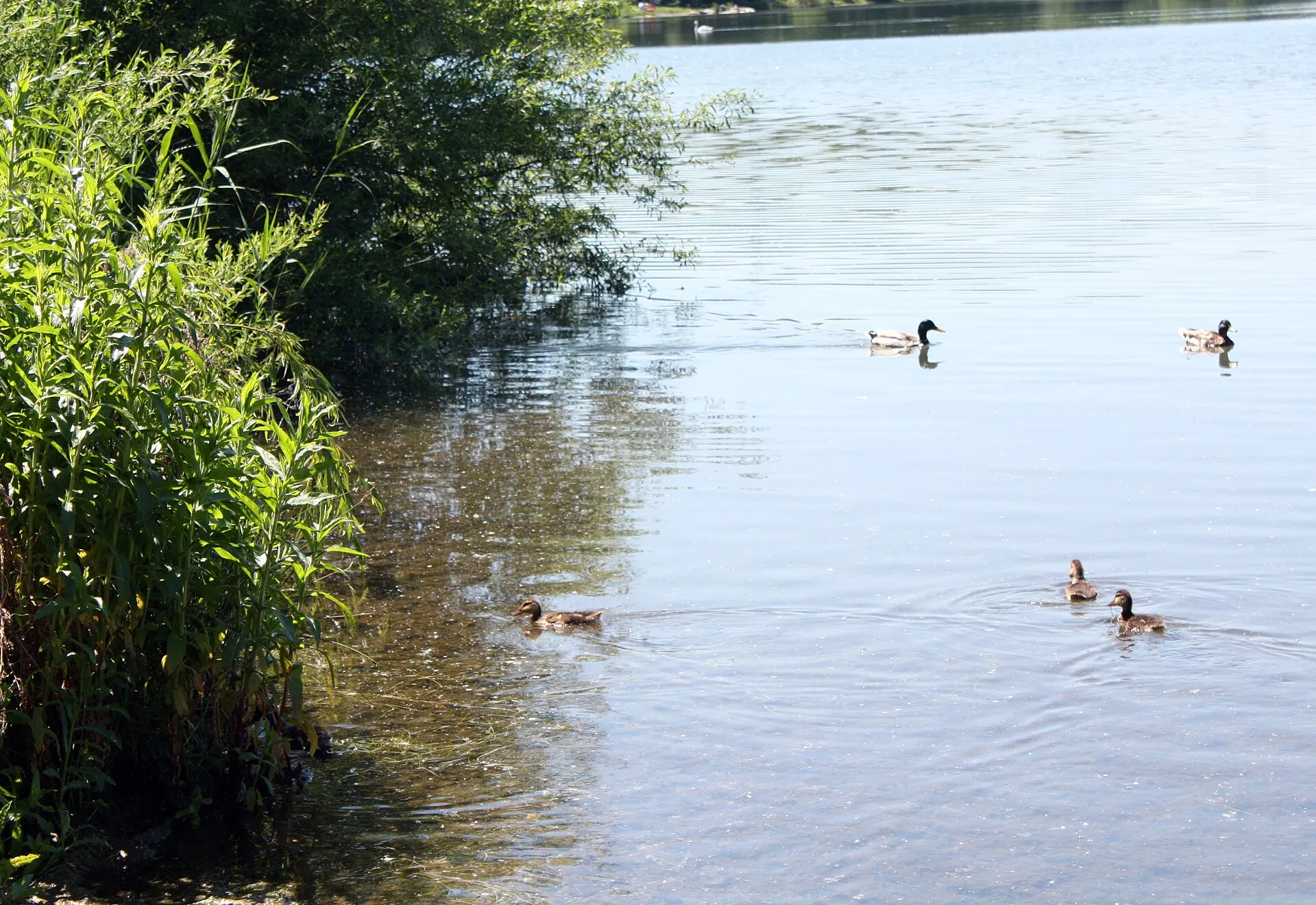 Otto-Maigler-See Hürth, Uferzone
