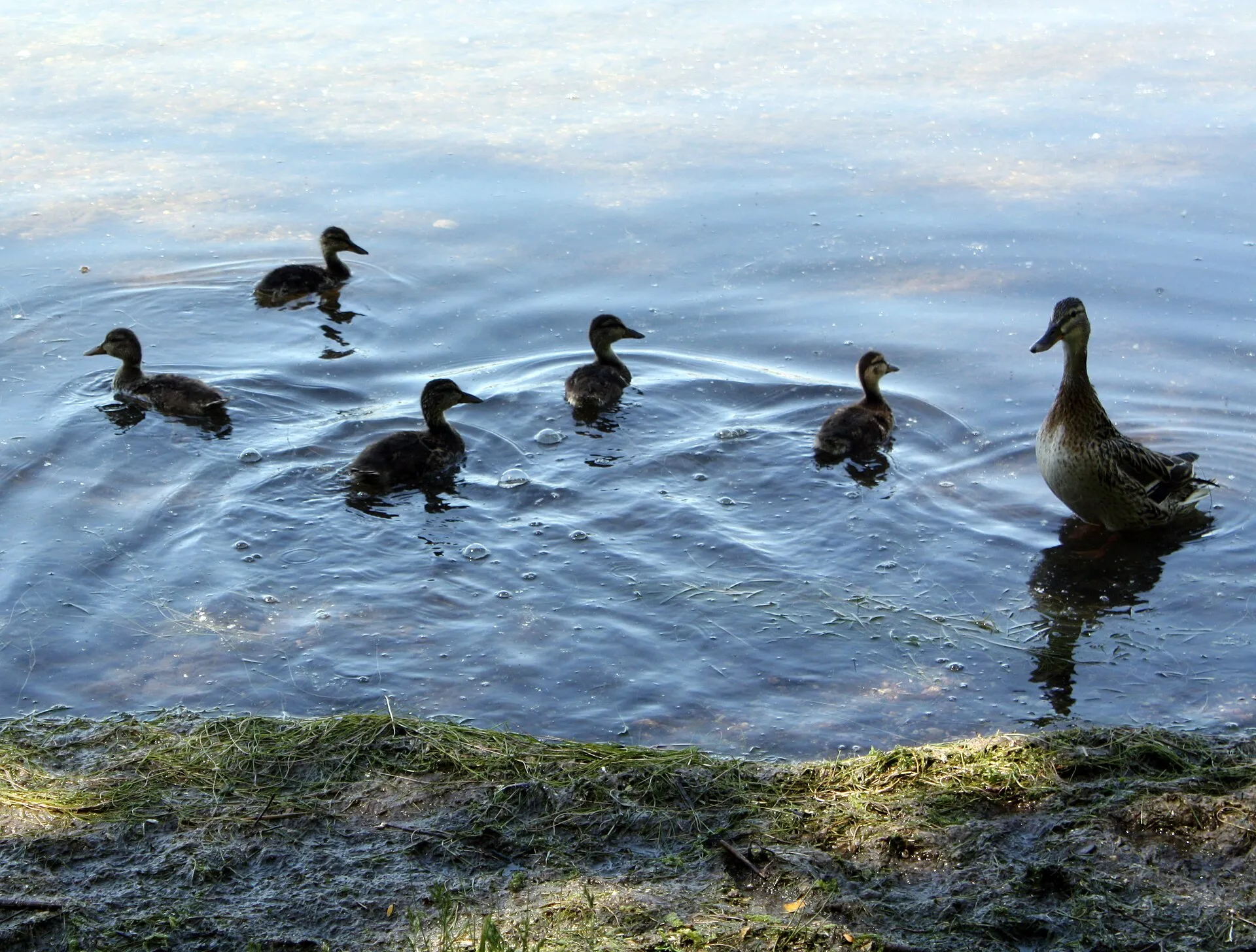 Otto-Maigler-See Hürth, Fauna
