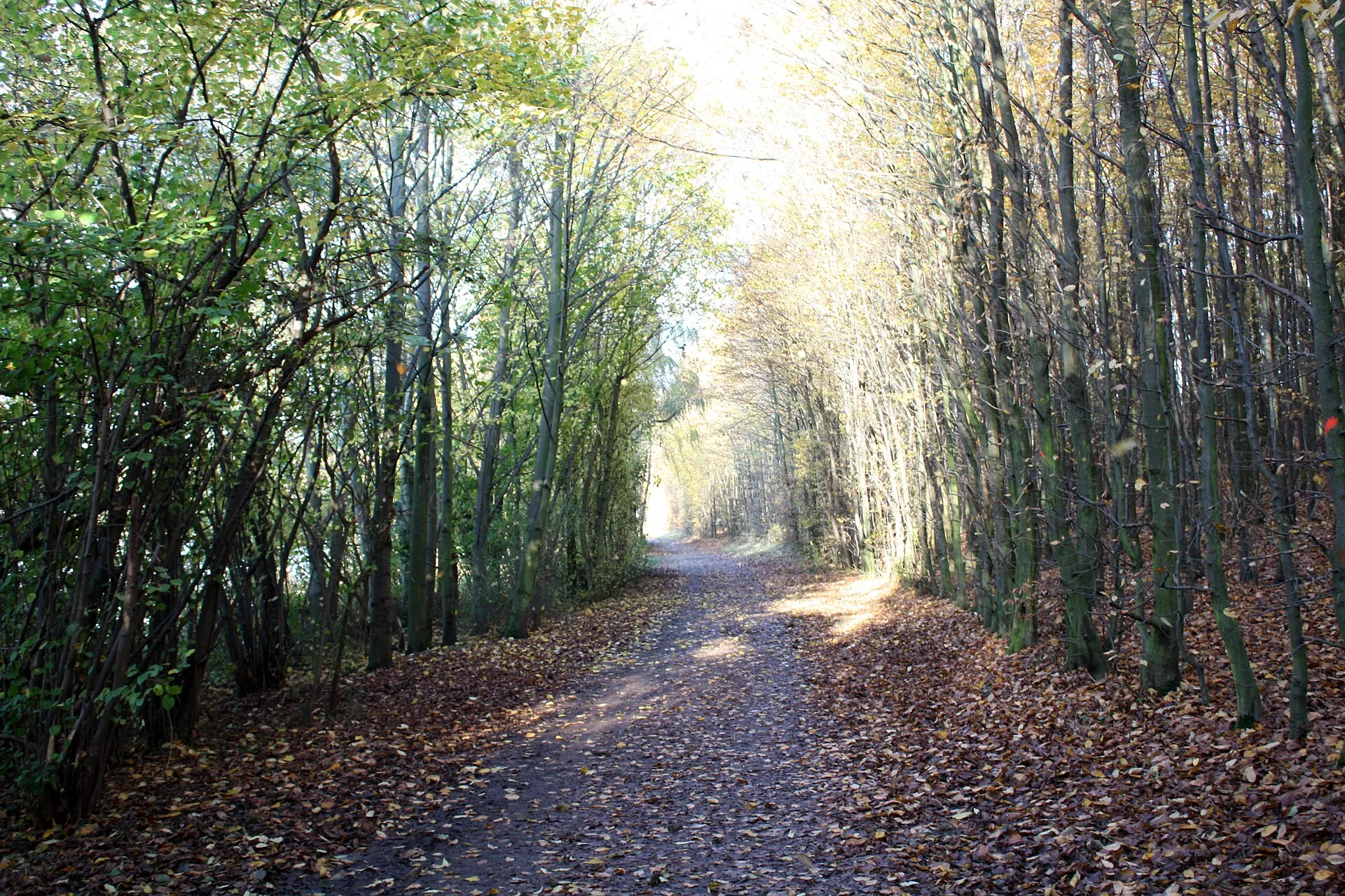 Otto-Maigler-See Hürth, Rundweg