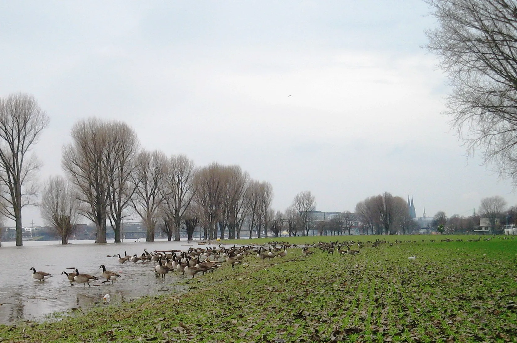 Wildgänse auf den überschwemmten Rheinwiesen in Köln-Poll