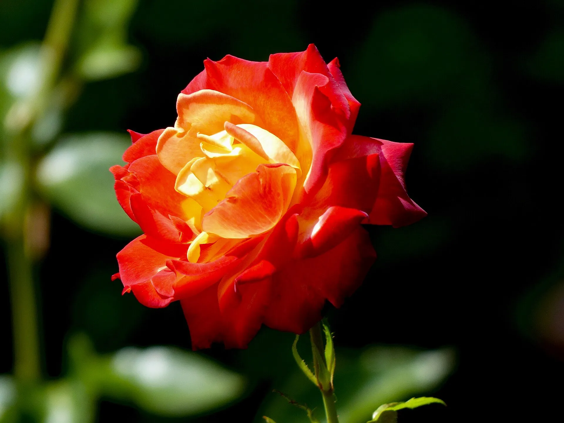 Rosa 'Speelwark' Rosengarten der Stadt Köln, Juni 2017