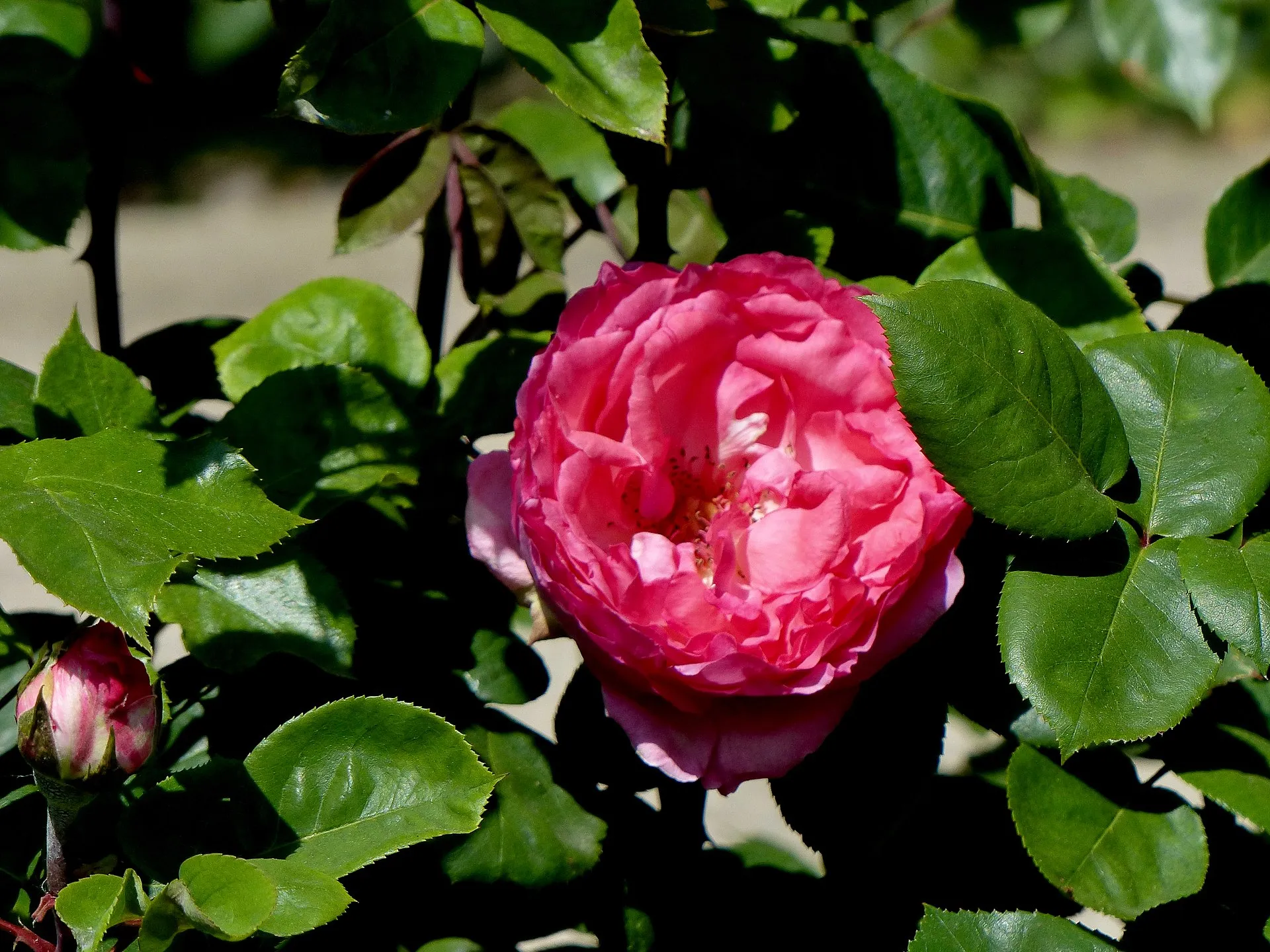 Rosengarten der Stadt Köln im Hilde-Domin-Park: Rosa 'Aachener Dom'