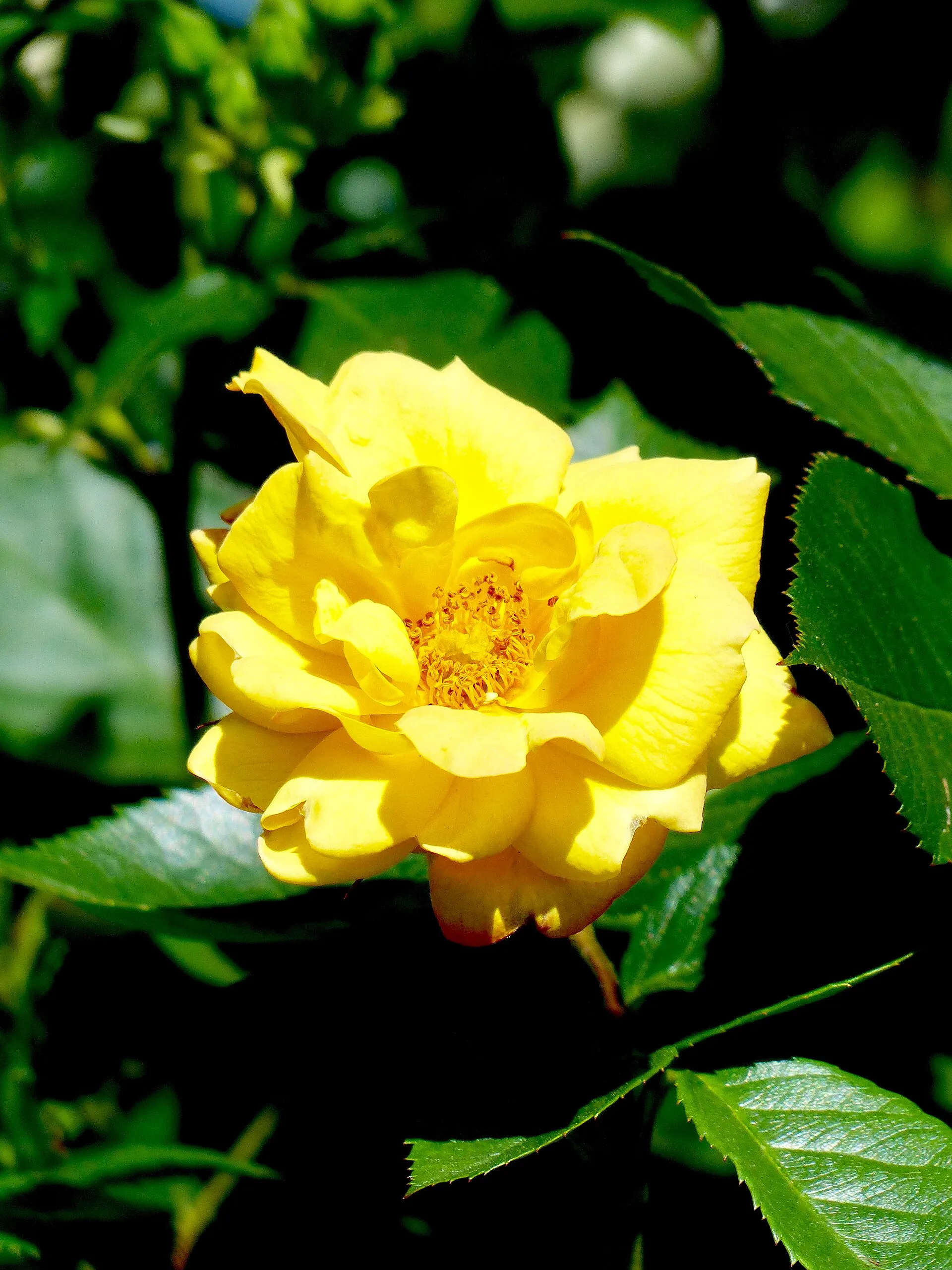 Rosengarten der Stadt Köln im Hilde-Domin-Park: Rosa 'Goldmarie'