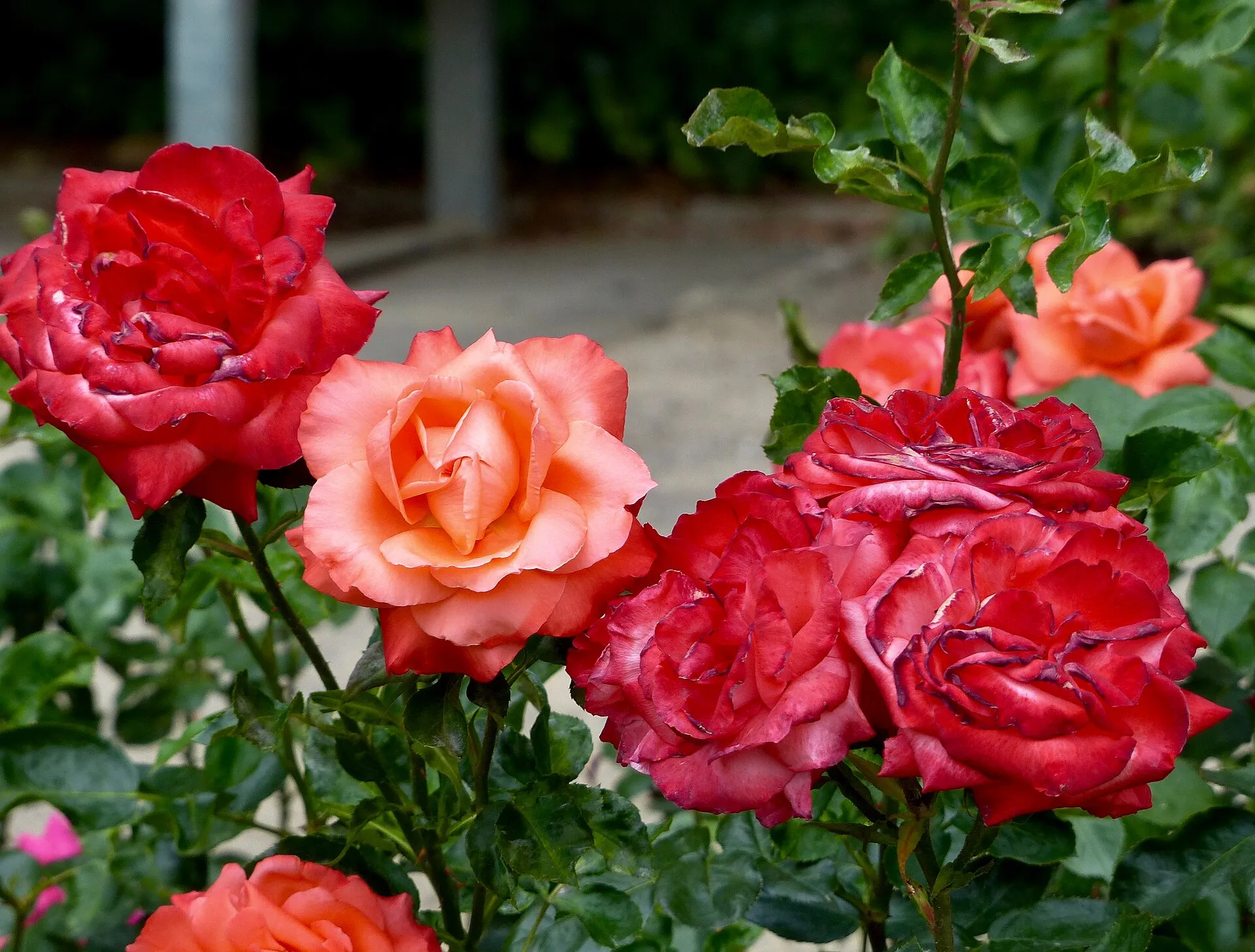 Rosa 'Ave Maria' im Rosengarten der Stadt Köln, Juni 2017