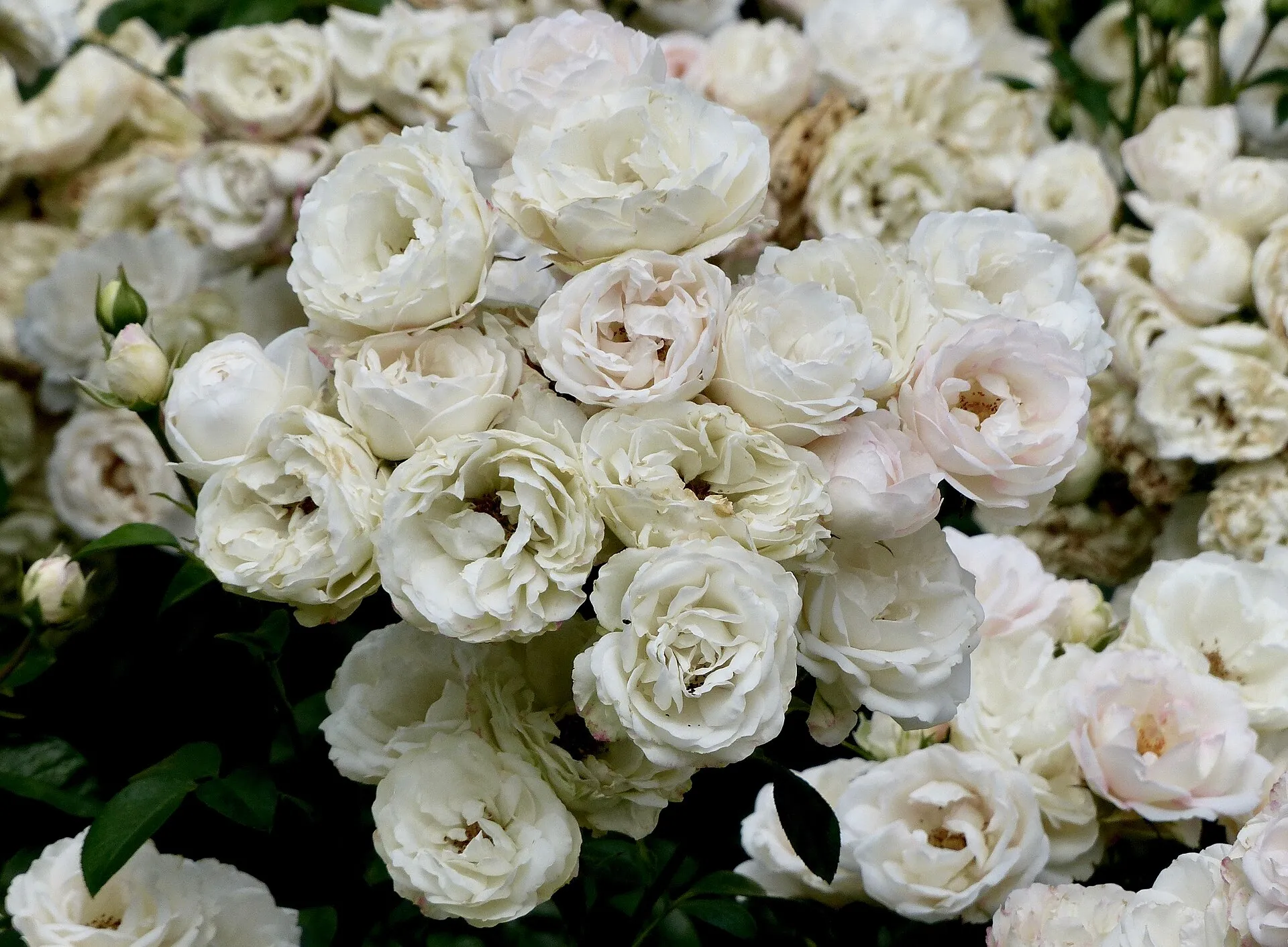 Rosa 'Bella Weiss' im Rosengarten der Stadt Köln im Juni 2017