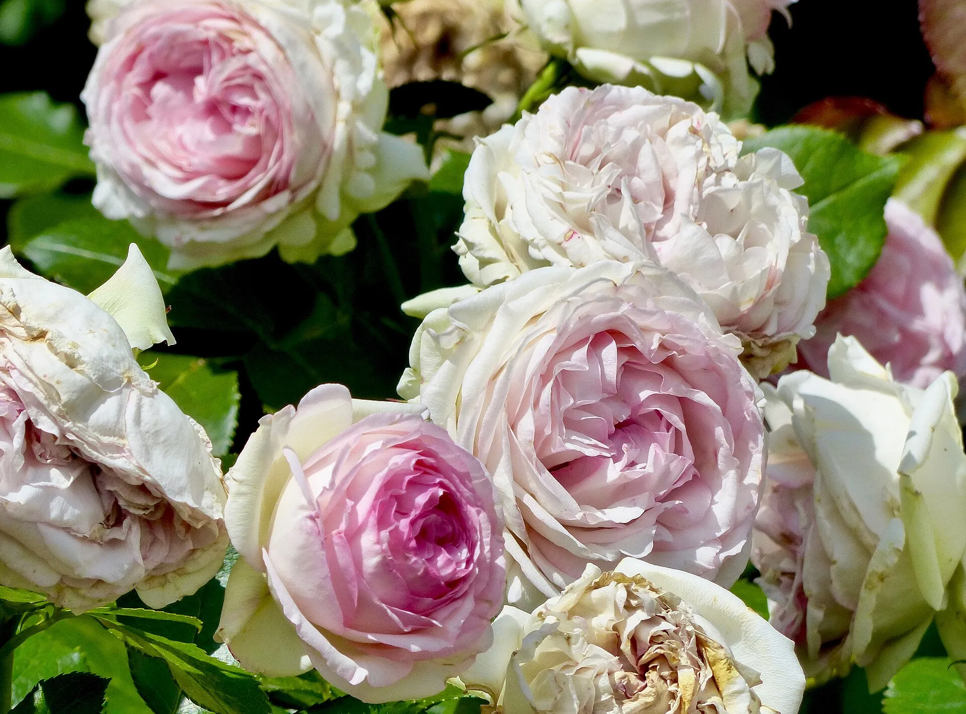 Rosa 'Eden 85' ('Pierre de Ronsard') im Rosengarten der Stadt Köln, Juni 2017