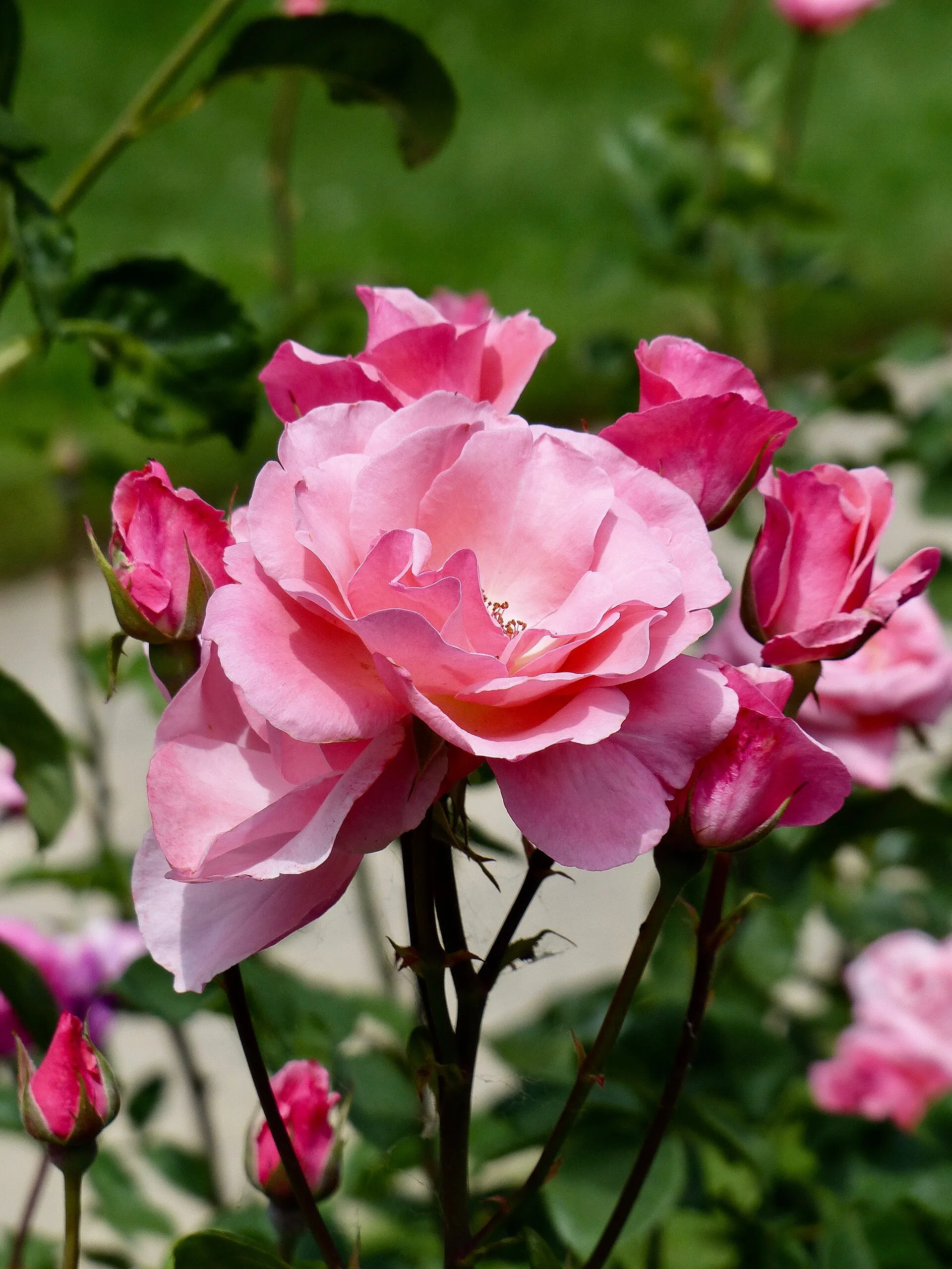 Rosa 'Rosenprofessor Sieber' im Rosenpark der Stadt Köln, Juni 2017