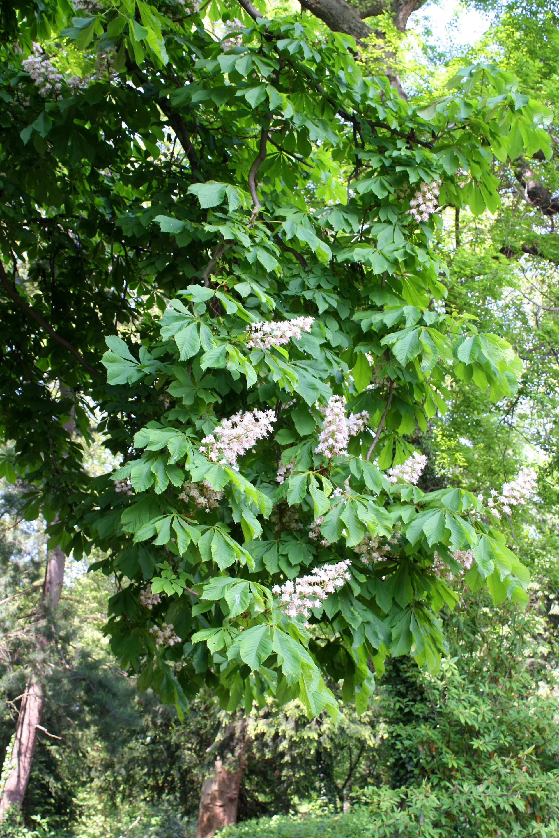 Schlosspark Köln-Stammheim, Baumbestand