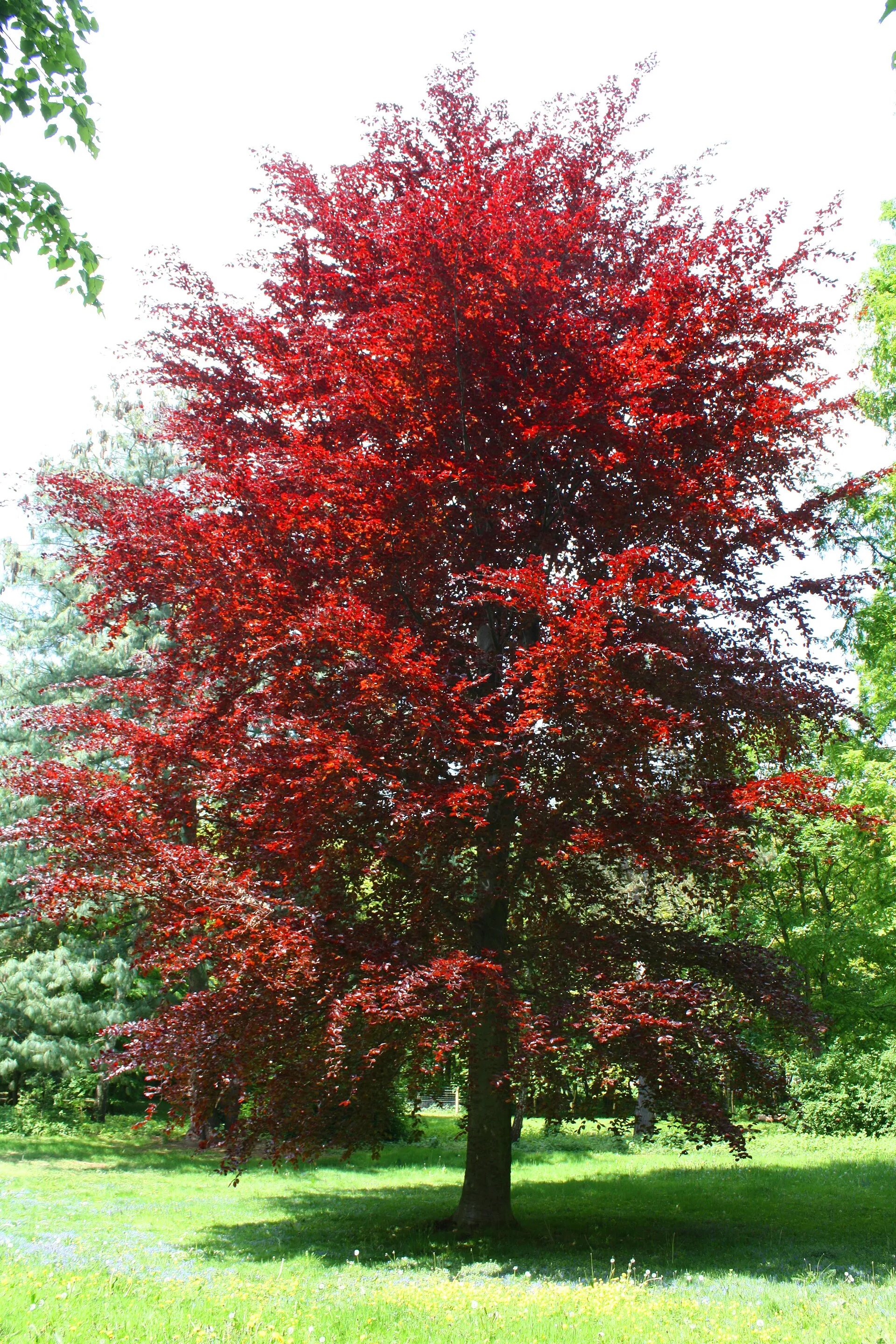 Schlosspark Köln-Stammheim, Baumbestand