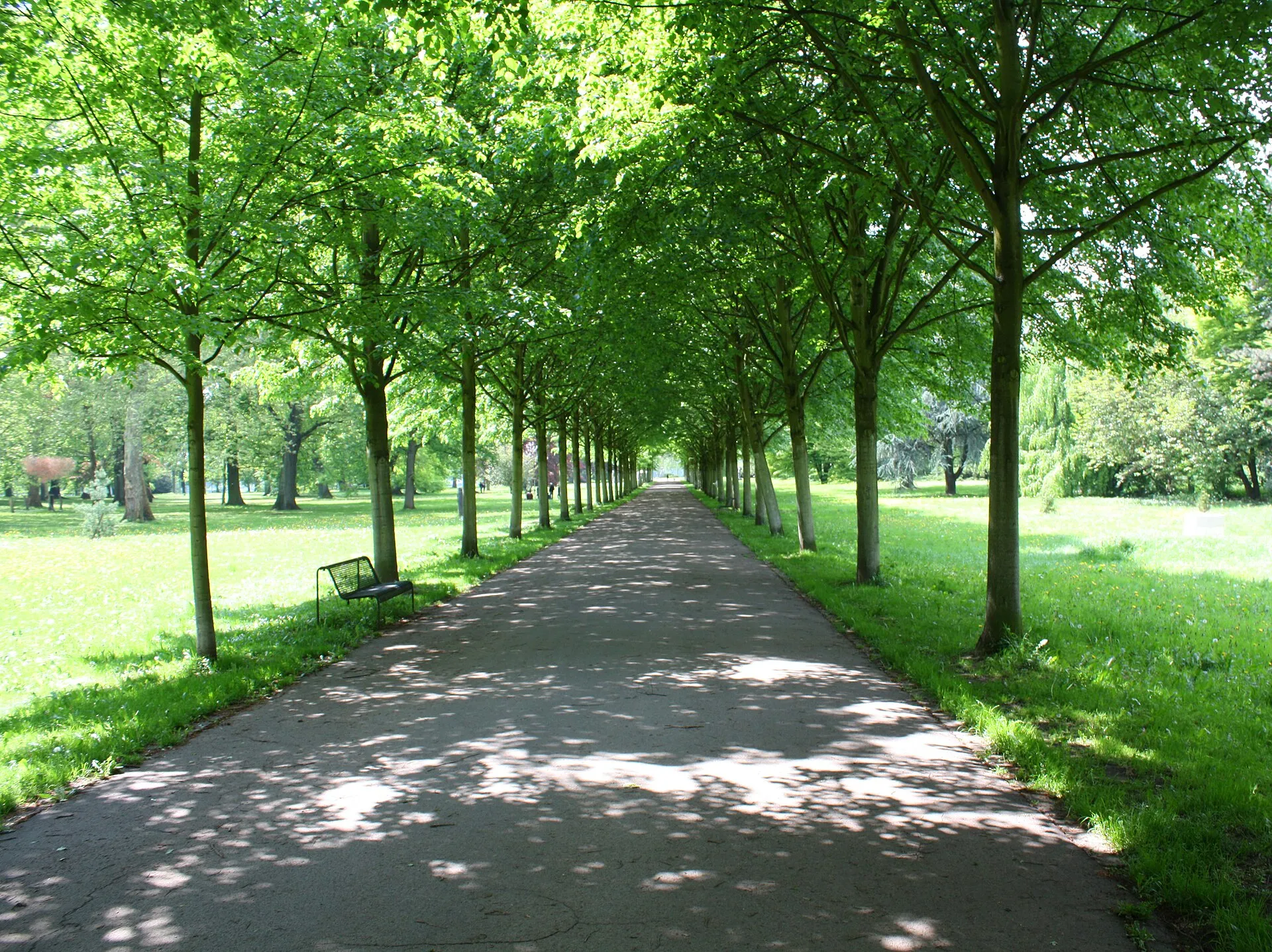 Schlosspark Köln-Stammheim, Lindenallee