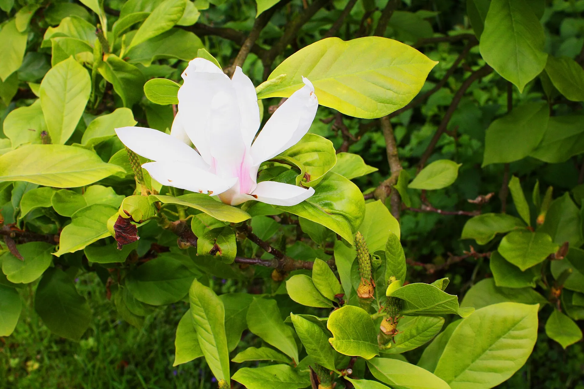 Schlosspark Köln-Stammheim, Blüten und Sträucher