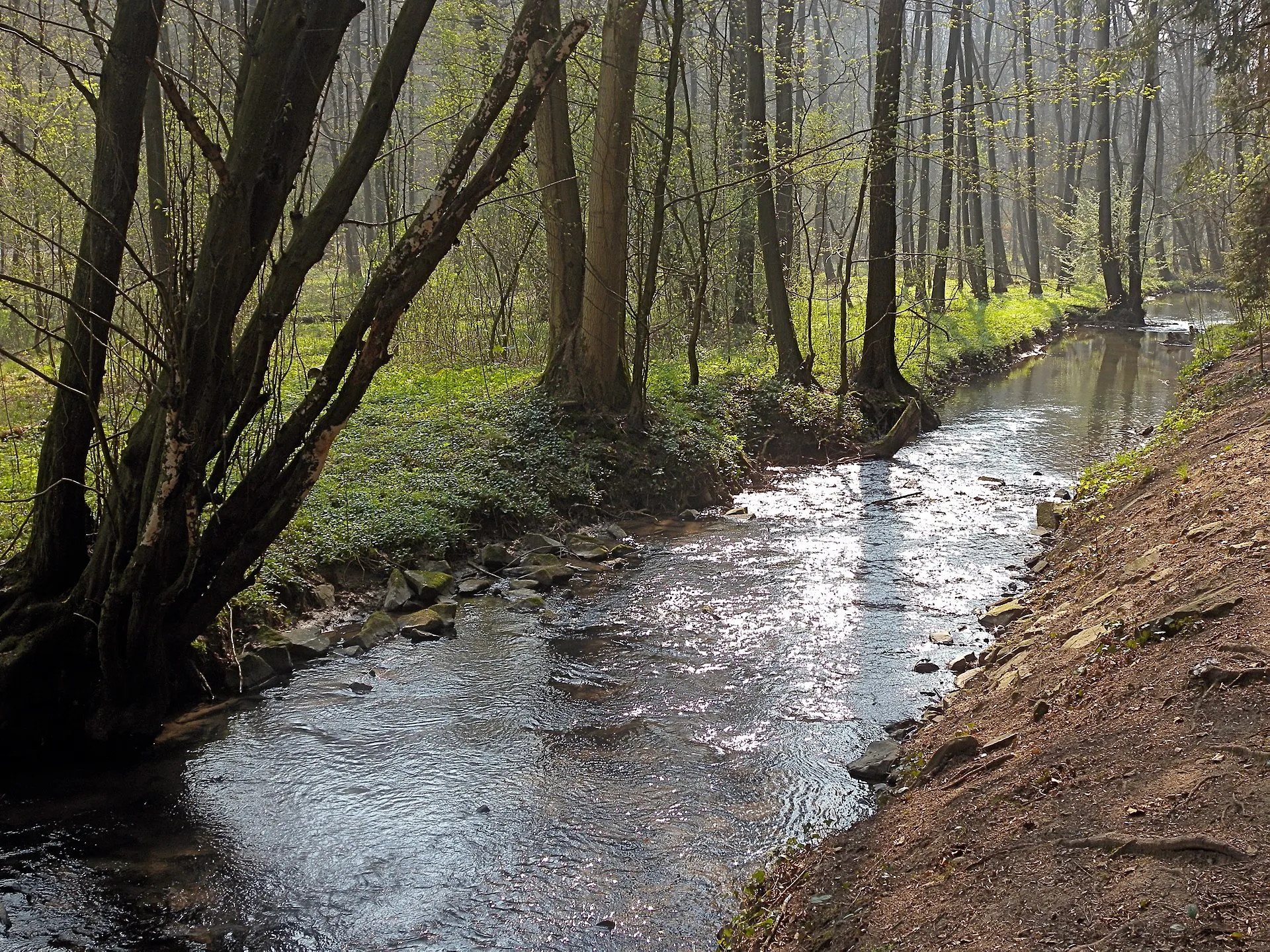 Der kanalisierte Teil (Mühlgraben) des Strunder Bachs südwestlich der Igeler Mühle in Bergisch Gladbach, Blick bachabwärts; Grenzbereich Landschaftsschutzgebiet